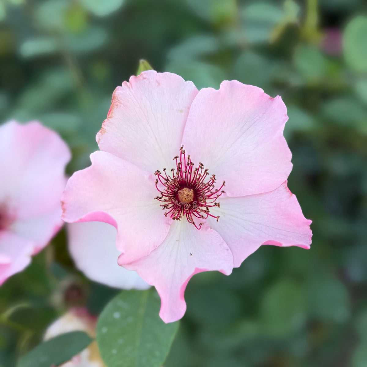 Dainty Bess Potted Rose Bush