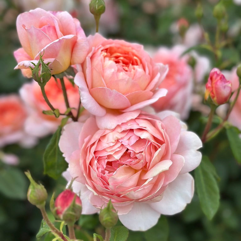 David Austin® Carding Mill® Potted Rose Bush