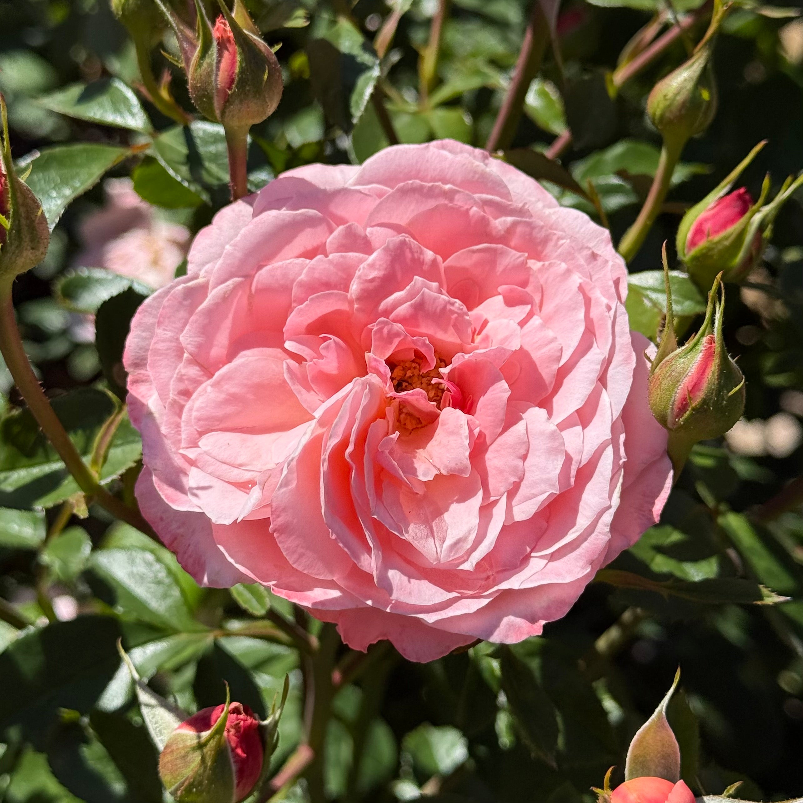 Sexy Rexy® Potted Rose Bush