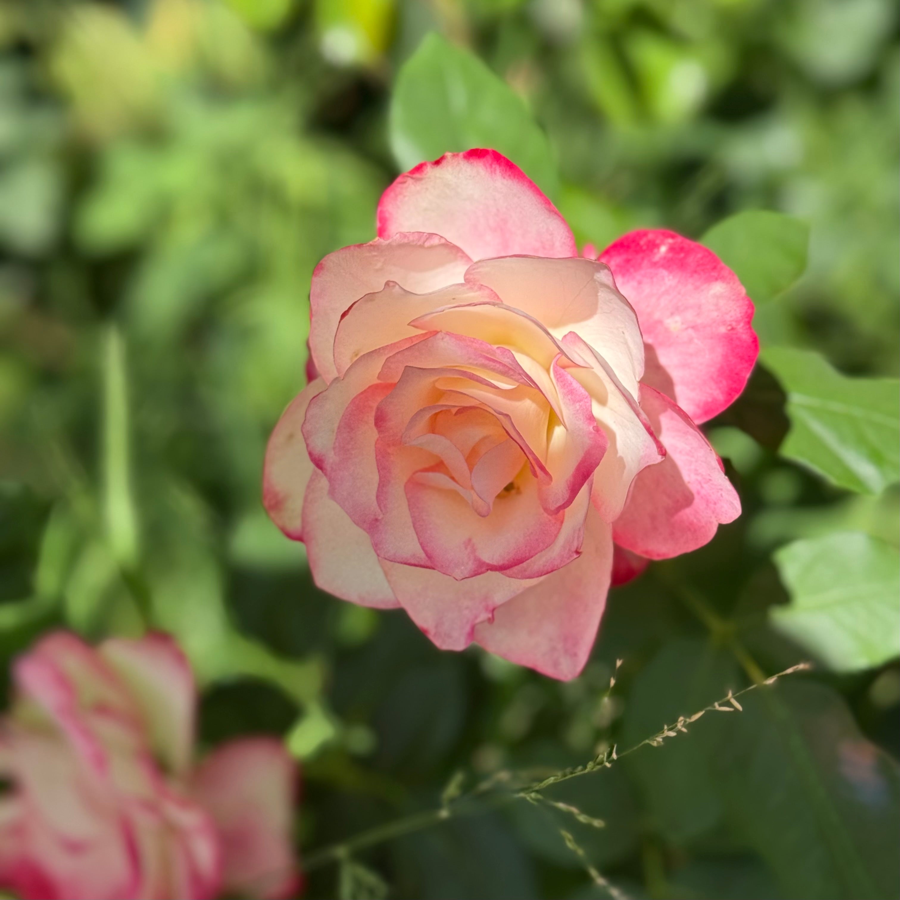 Cherry Parfait™ Potted Tree Rose