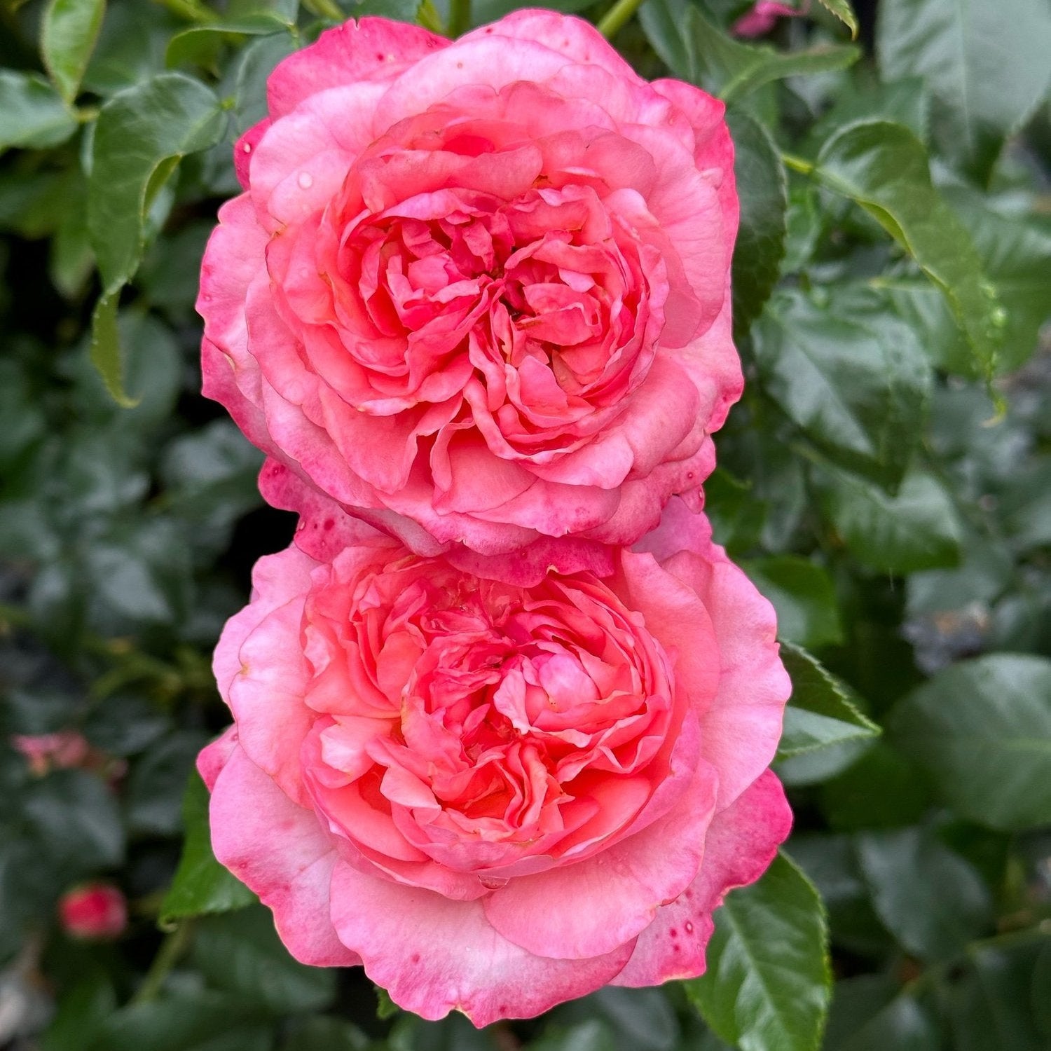 Leap of Faith™ Potted Rose Bush