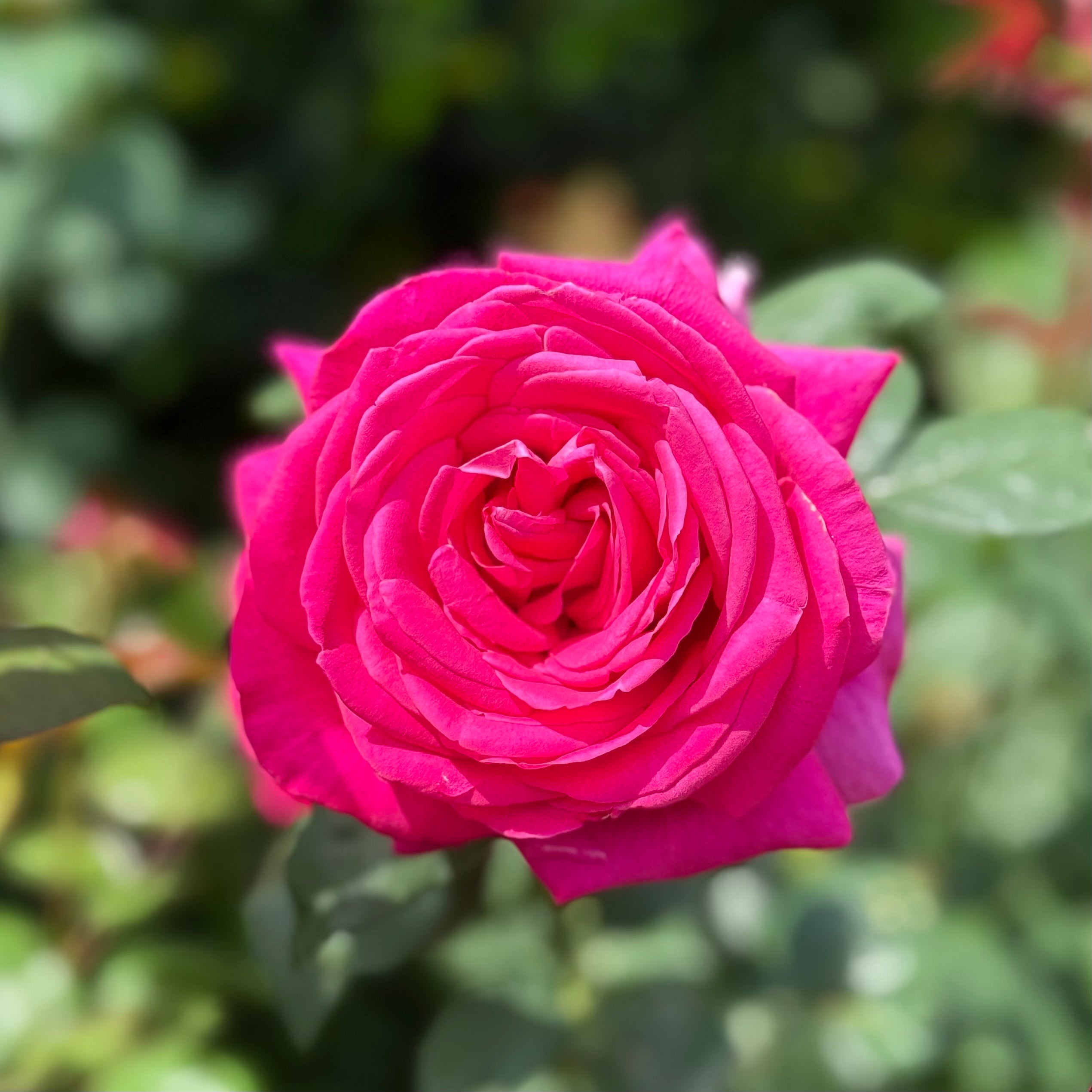 All My Loving™ Potted Rose Bush