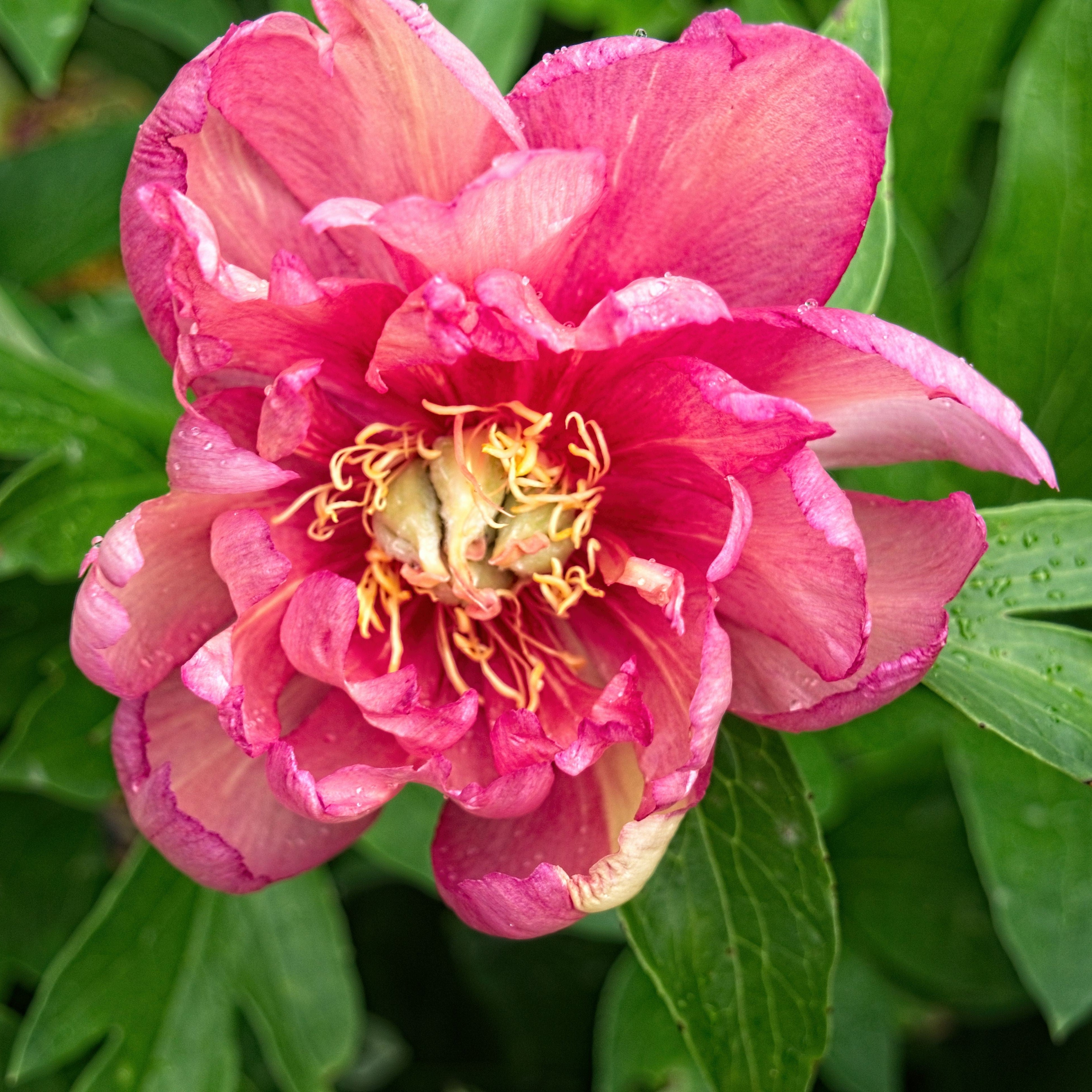 Peony 'Julia Rose' Potted Itoh Peony Plant