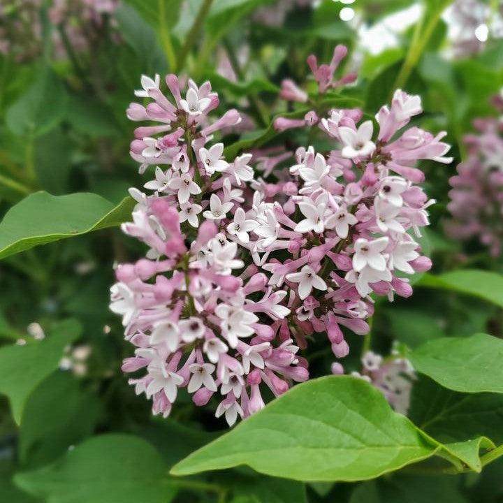Lilac Baby Kim® Potted Lilac Bush