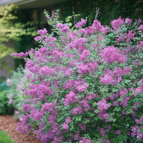 Lilac Bloomerang® Dark Purple Potted Lilac Bush