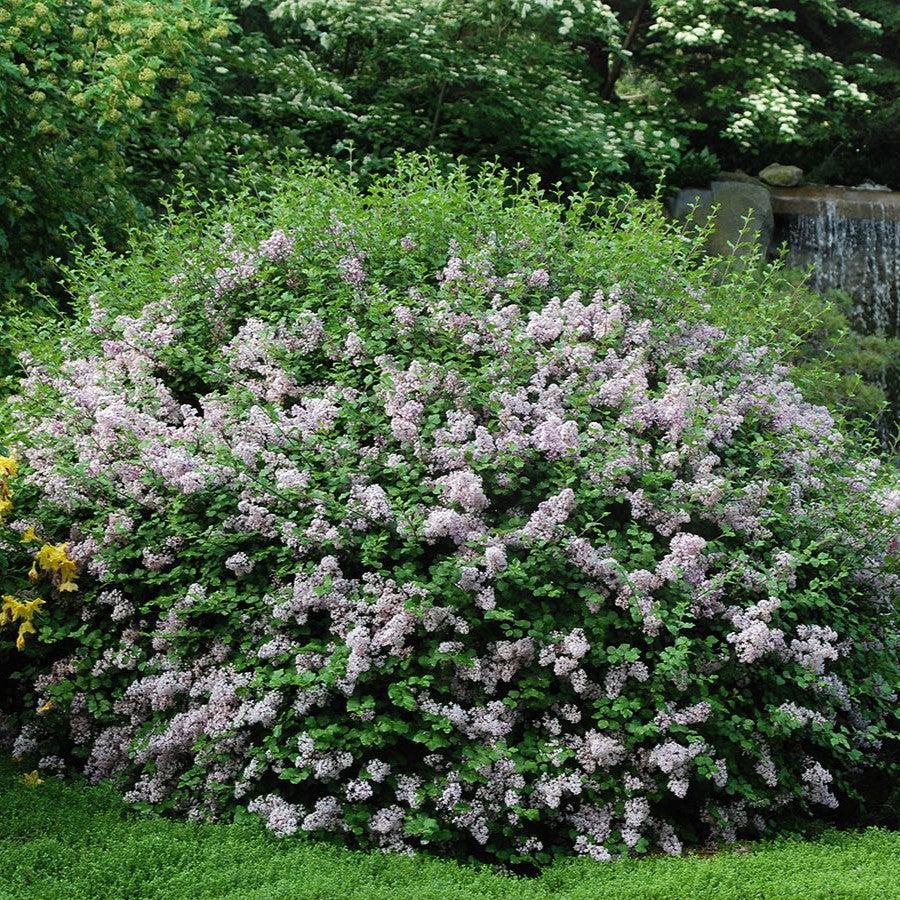 Lilac Palibin Potted Korean Lilac Bush
