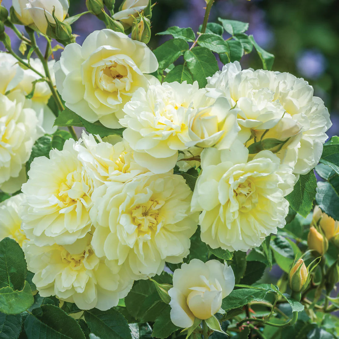 David Austin® Imogen® Potted Rose Bush