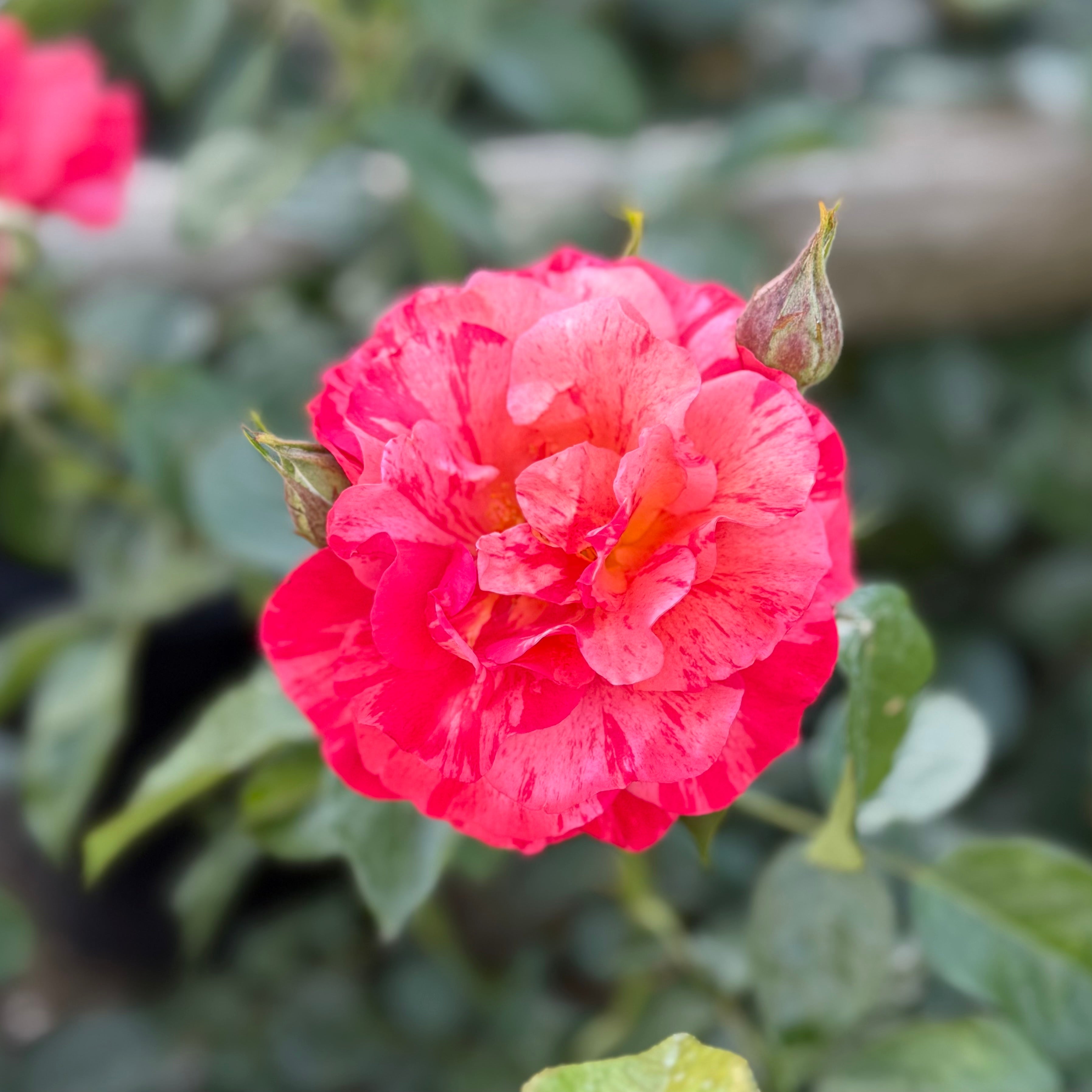 Frida Kahlo® Bare Root Rose Bush