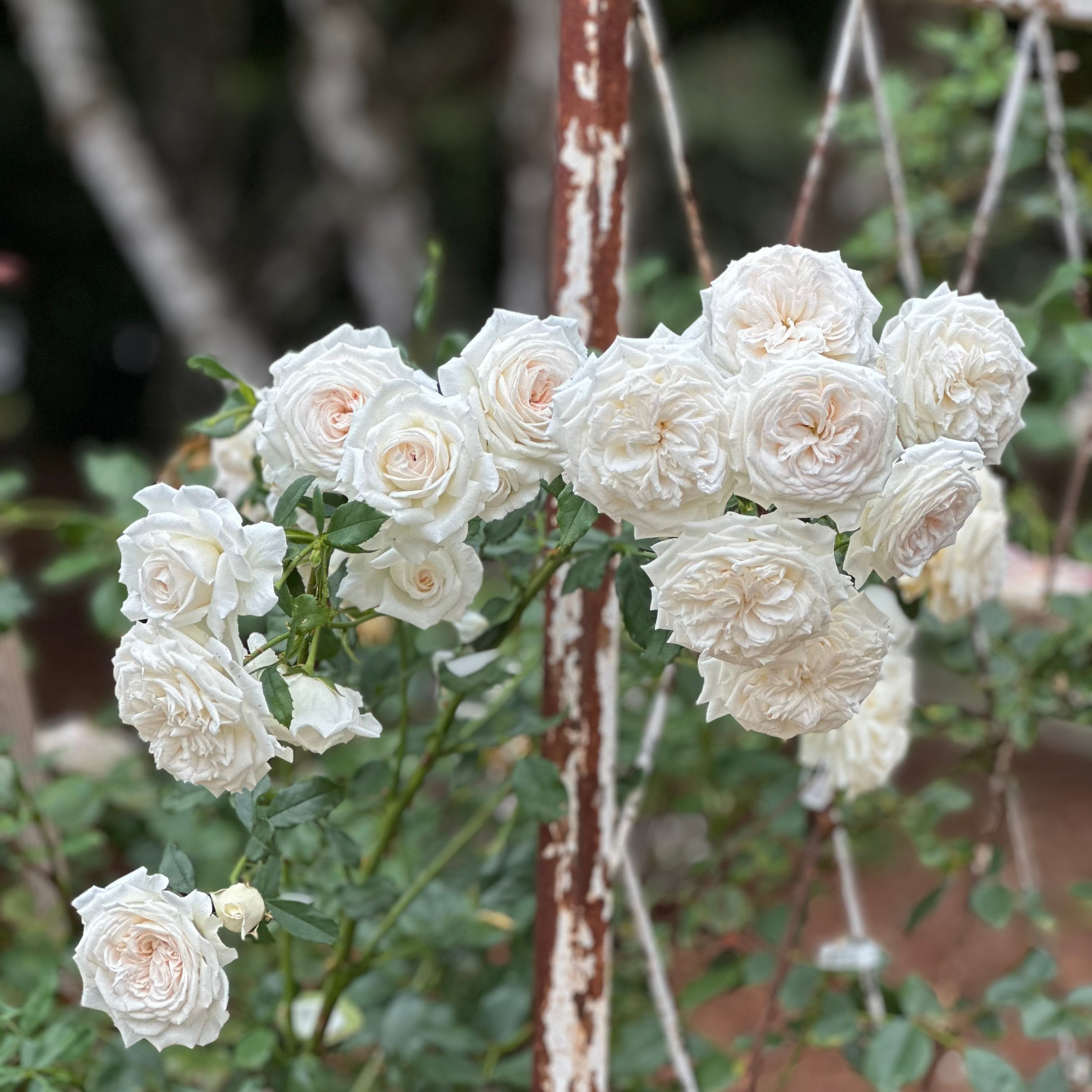 Arborose® Honeymoon™ Potted Climbing Rose