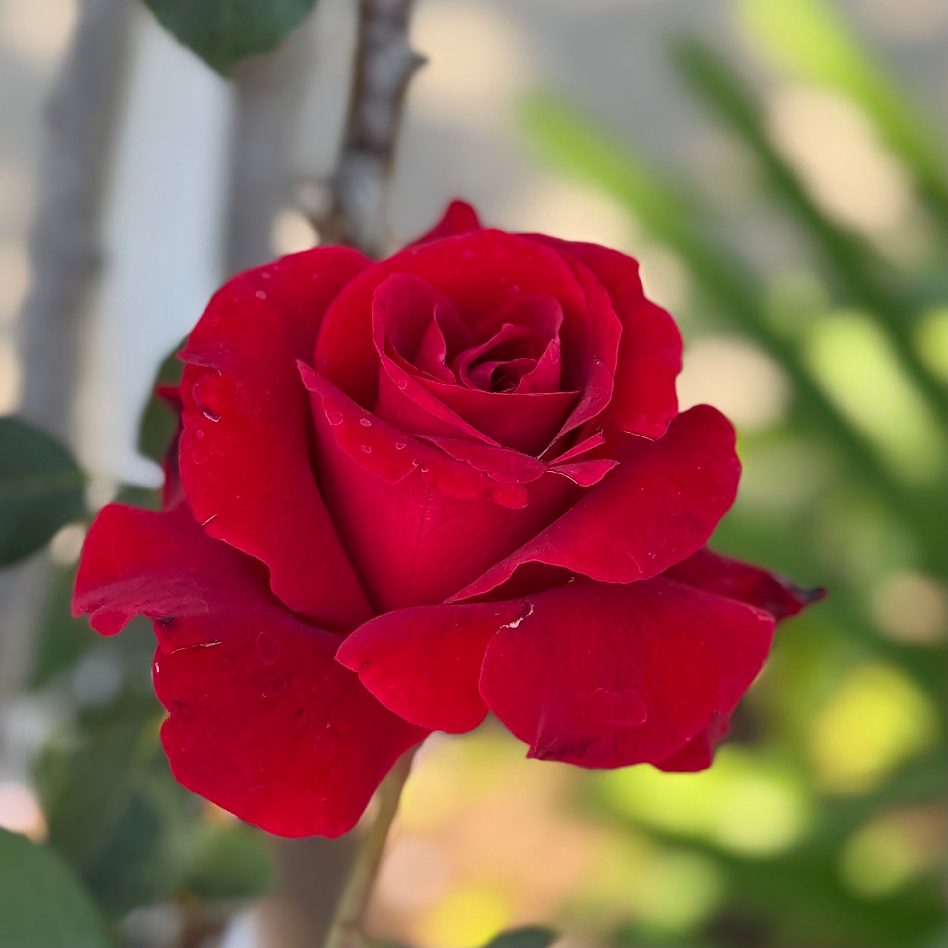 Don Juan™ Potted Climbing Rose