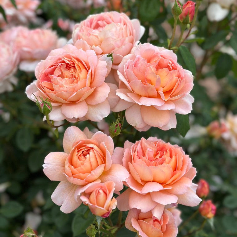 David Austin® Carding Mill® Potted Rose Bush