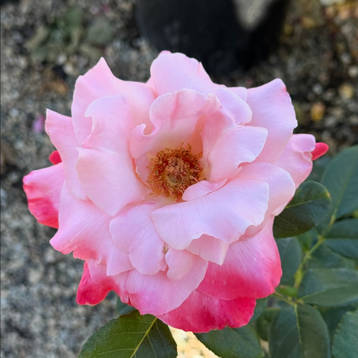 Color Magic Potted Rose Bush
