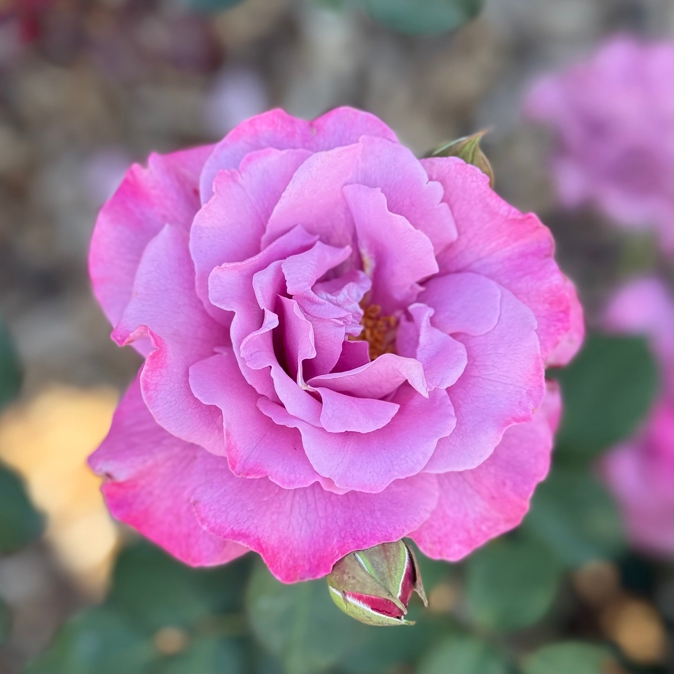 Angel Face Potted Tree Rose