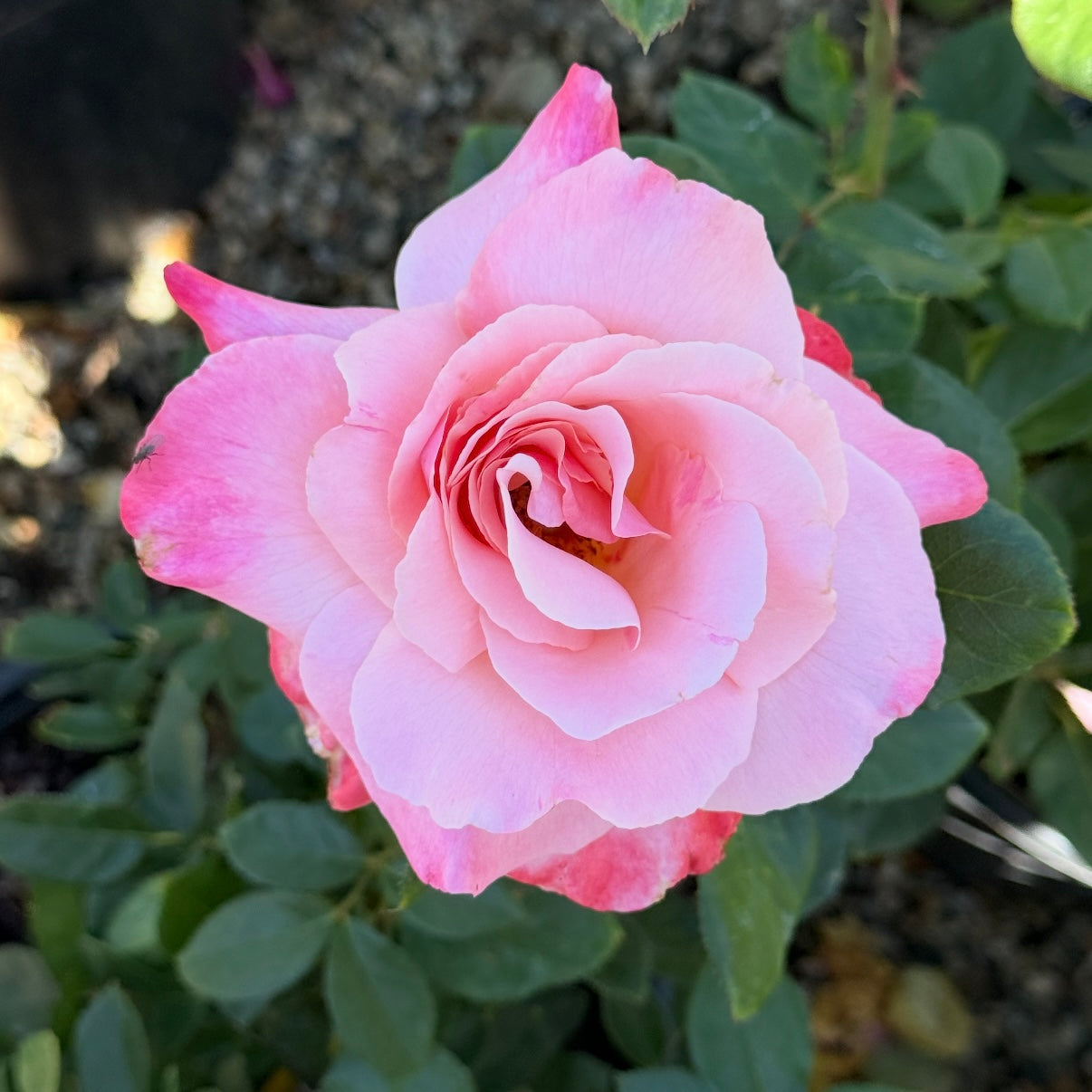 Color Magic Potted Rose Bush