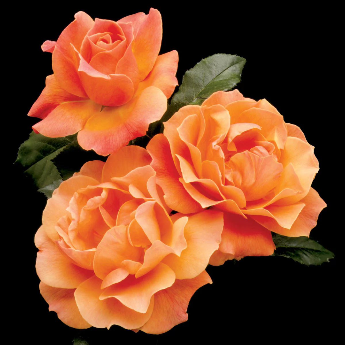 Livin Easy® Potted Tree Rose