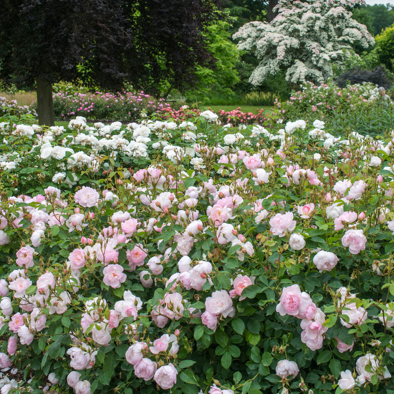 David Austin® Scarborough Fair Potted Rose Bush