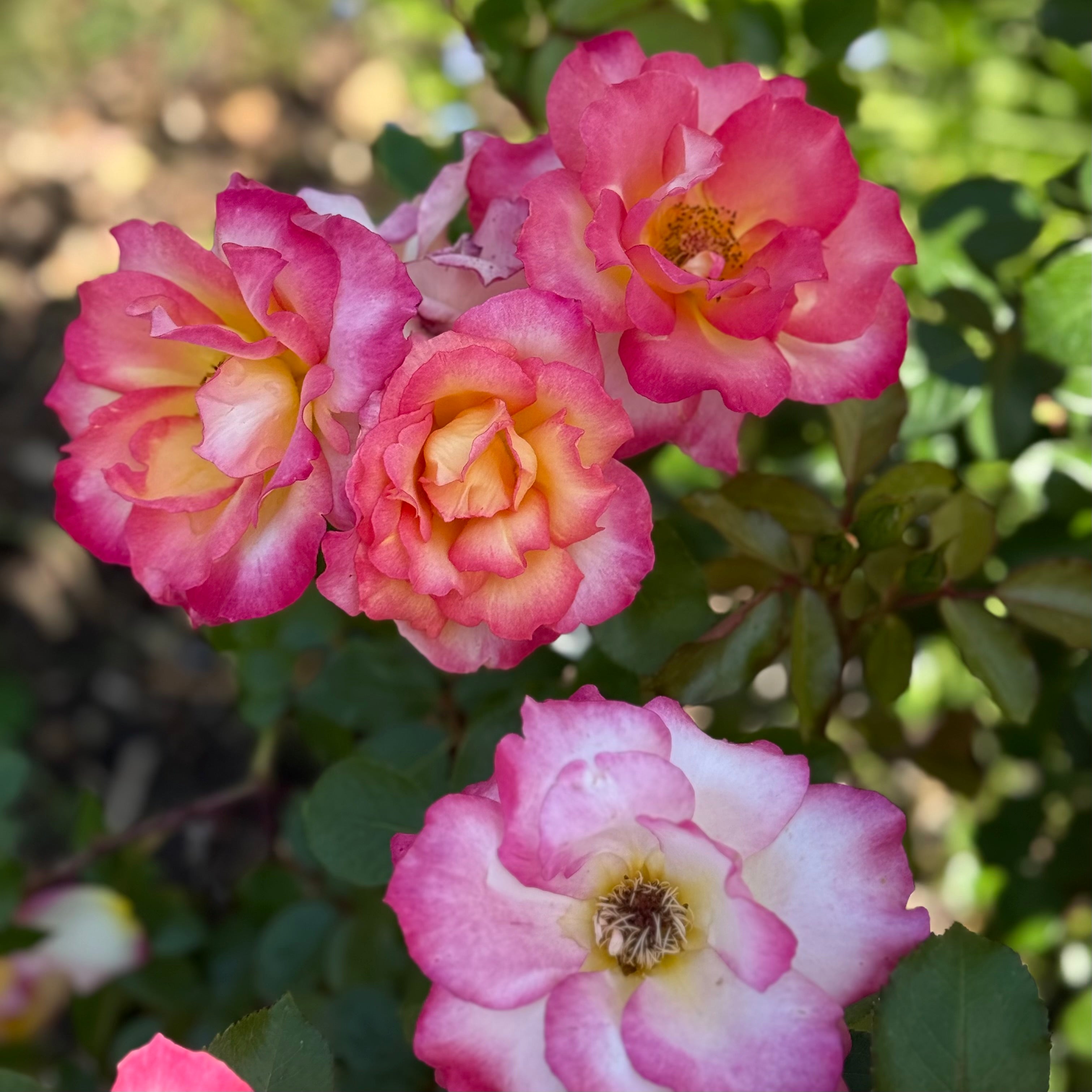 Rainbow Sorbet™ Potted Rose Bush