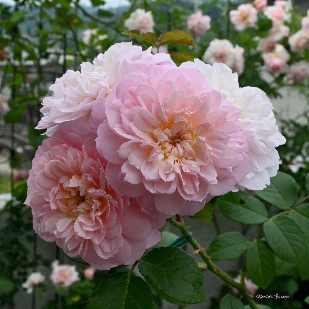 David Austin® Elizabeth® Potted Rose Bush