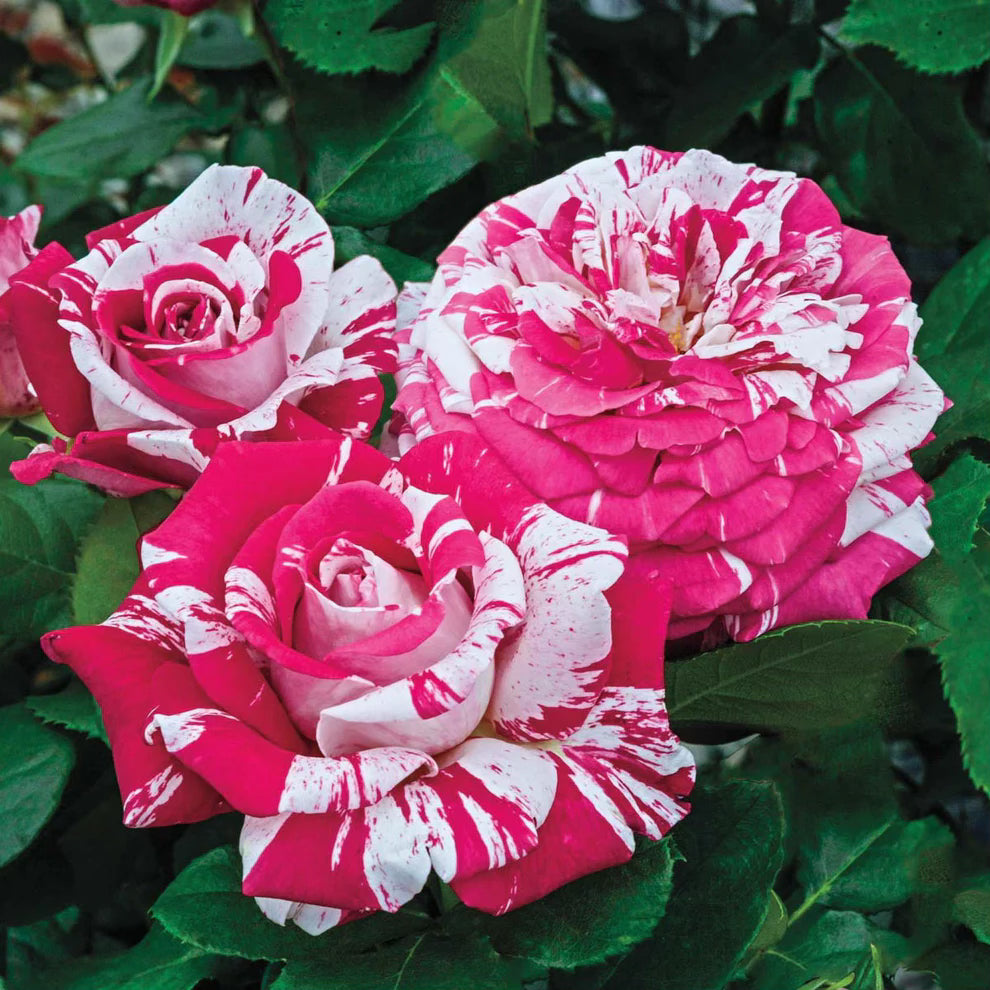 Neil Diamond Tree Potted Rose