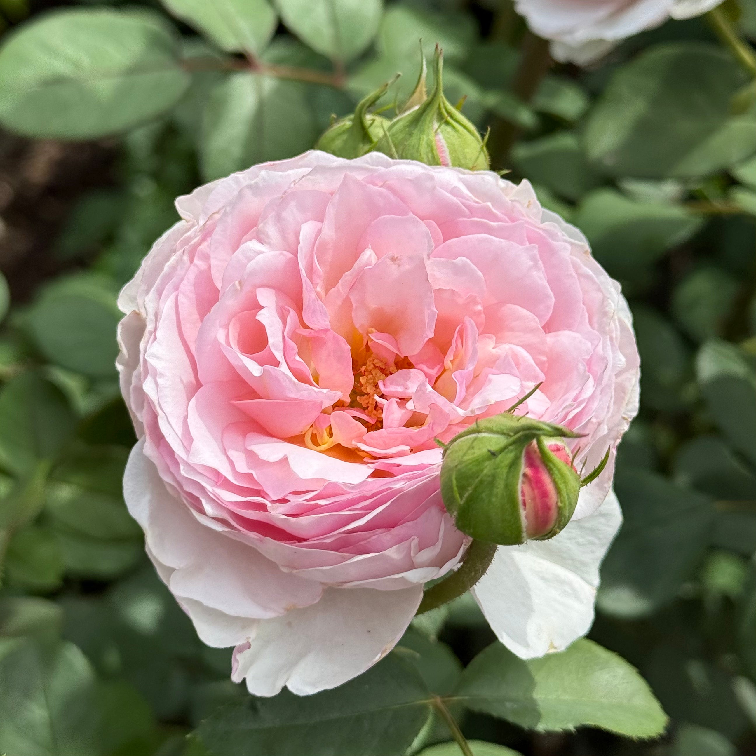 David Austin® James Galway® Potted Climbing Rose