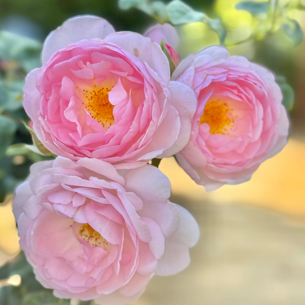 David Austin® Scepter D'Isle Potted Rose Bush