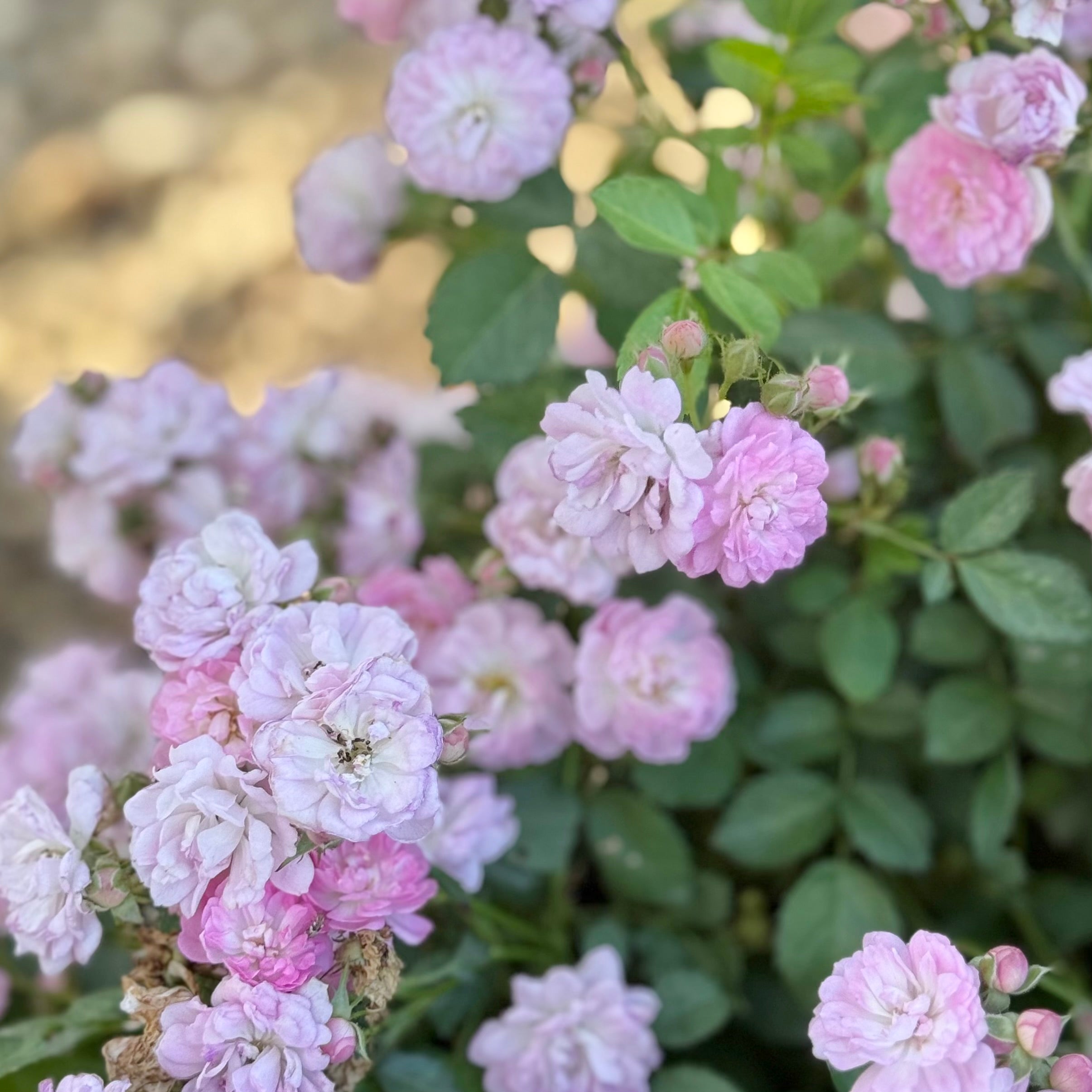 Pretty Polly® Lavender Potted Rose Bush