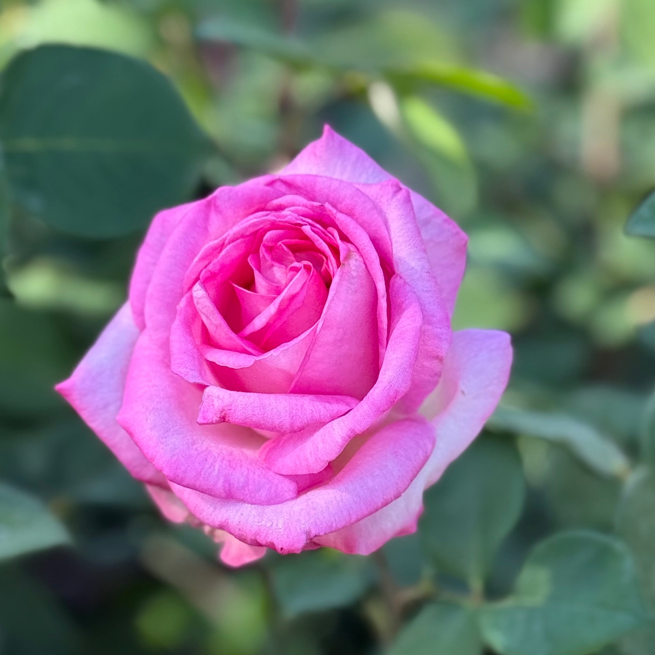 Eleganza® Beverly™ Potted Rose Bush