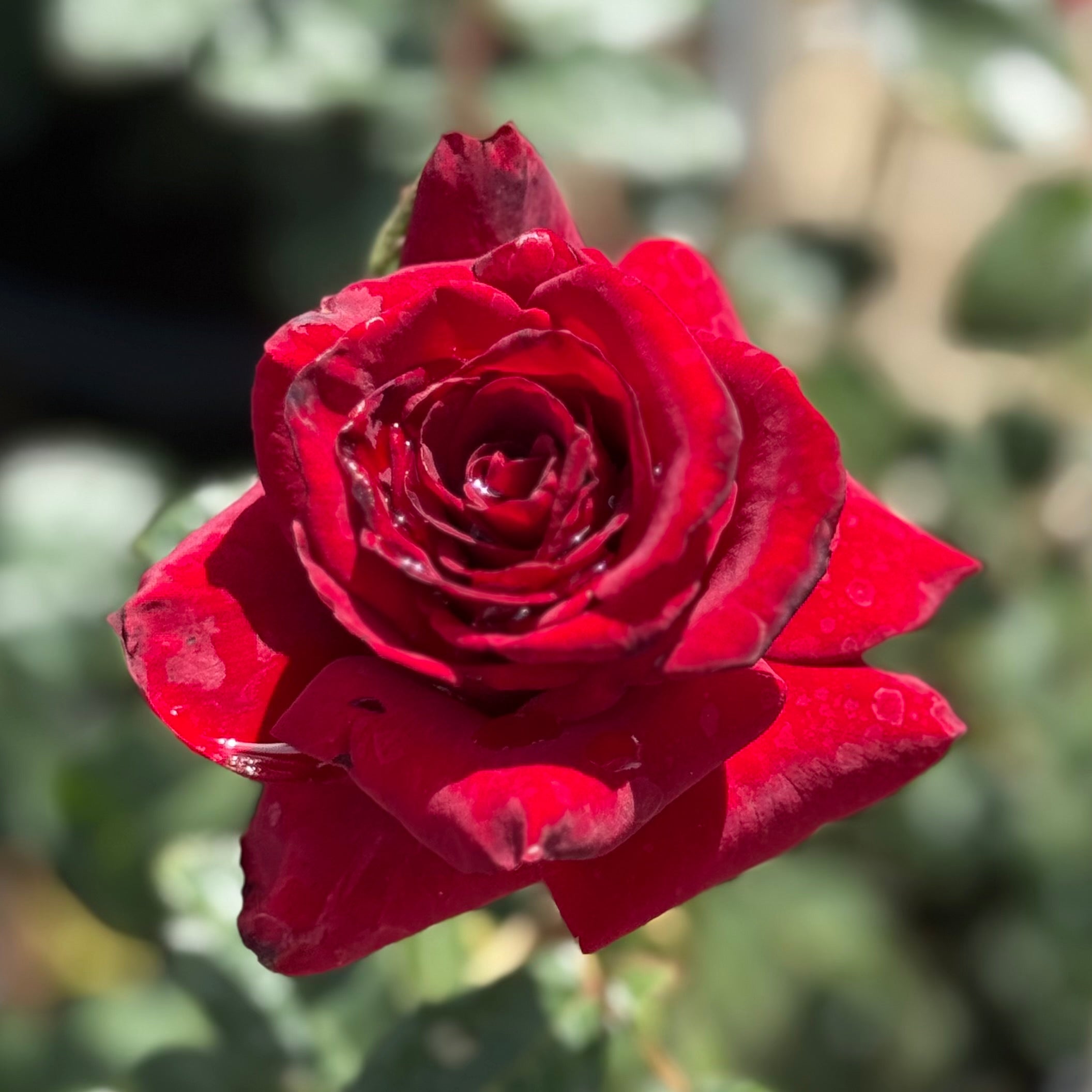 Black Magic® Potted Rose Bush