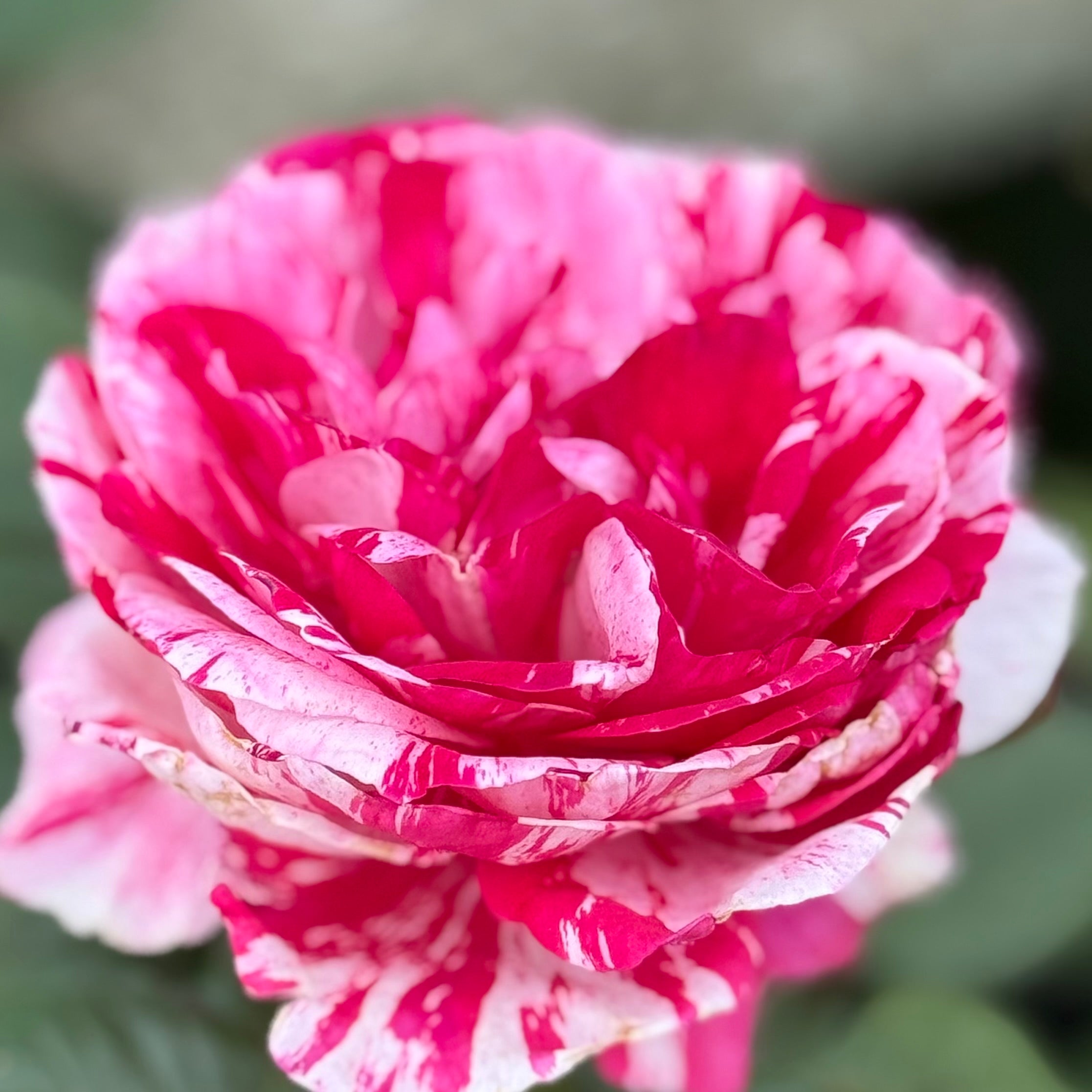 Scentimental™ Potted Tree Rose