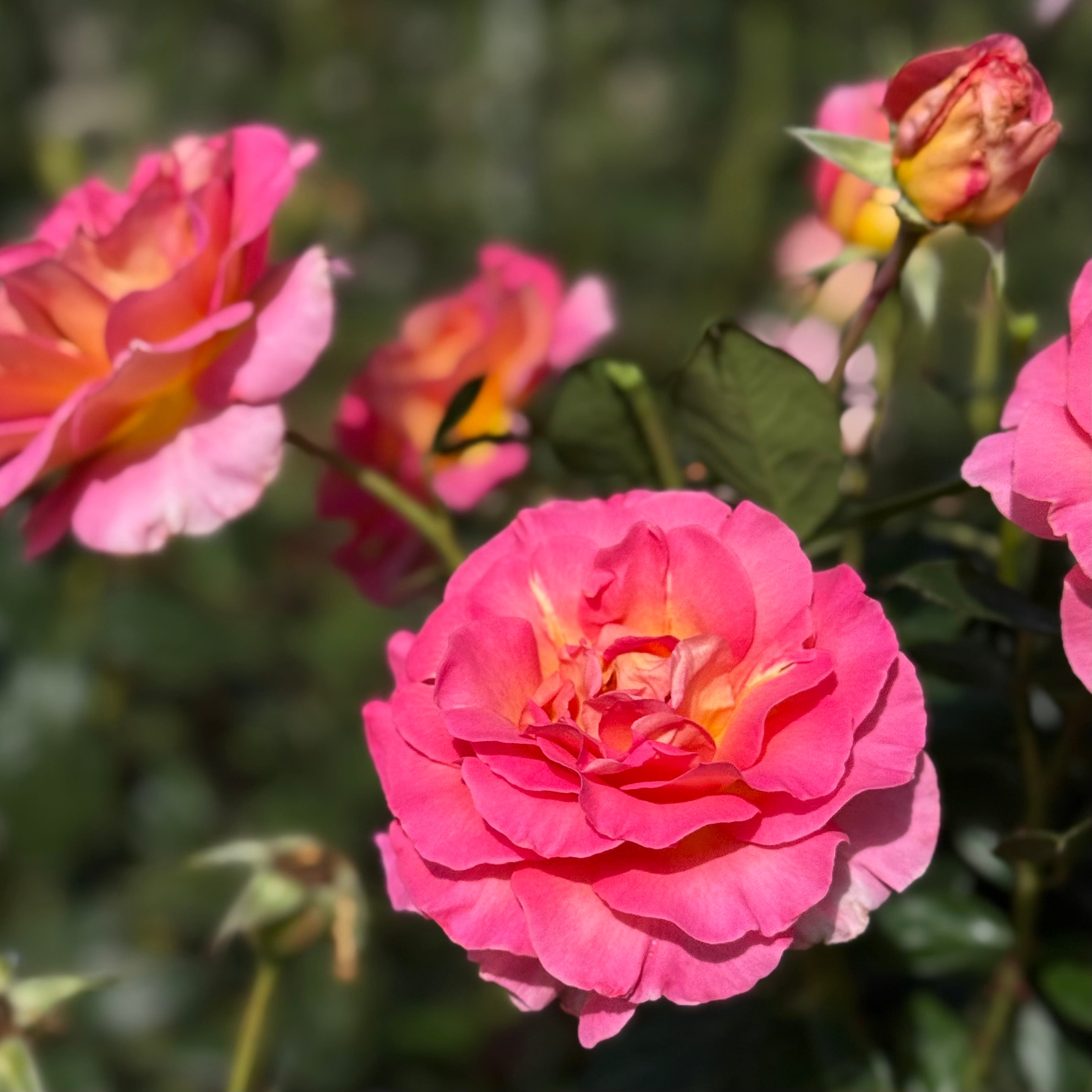 Julie Andrews Potted Rose Bush