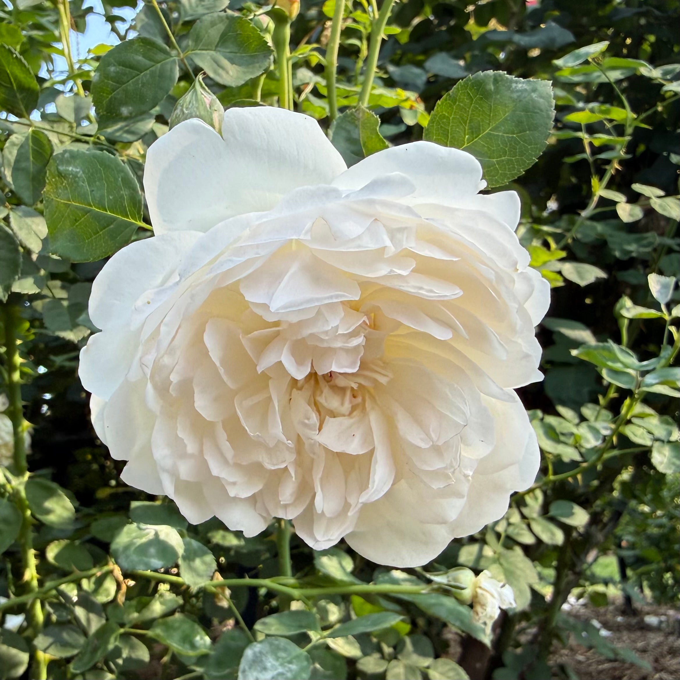 David AustinĀ® Glamis Castle Potted Rose Bush