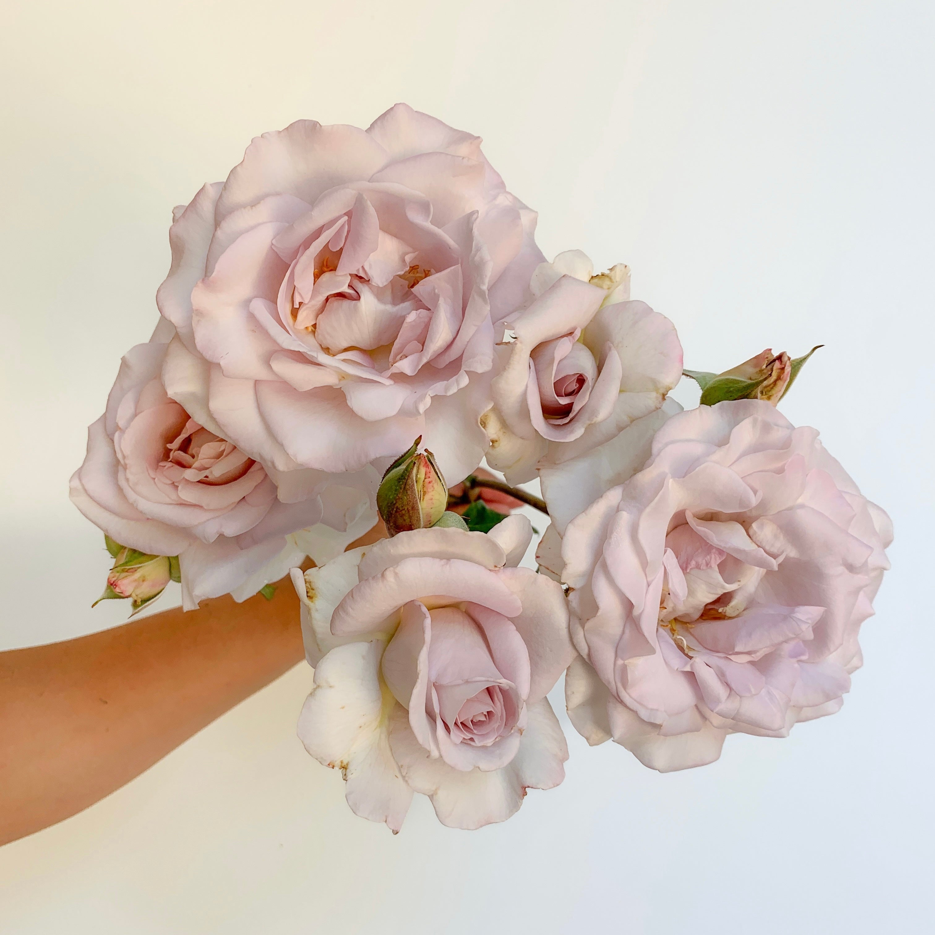 Lagerfeld® Potted Rose Bush