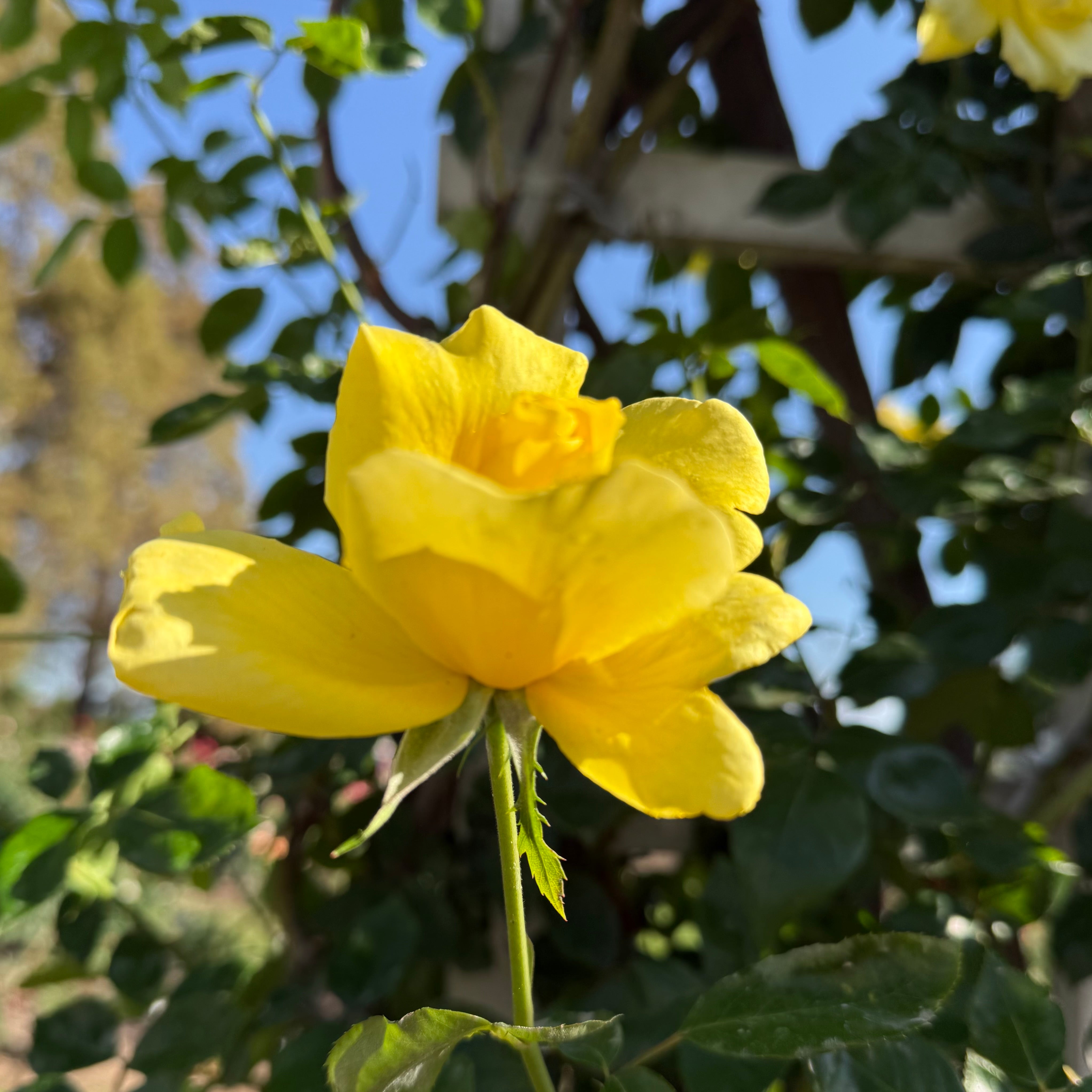 Golden Showers Potted Climbing Rose