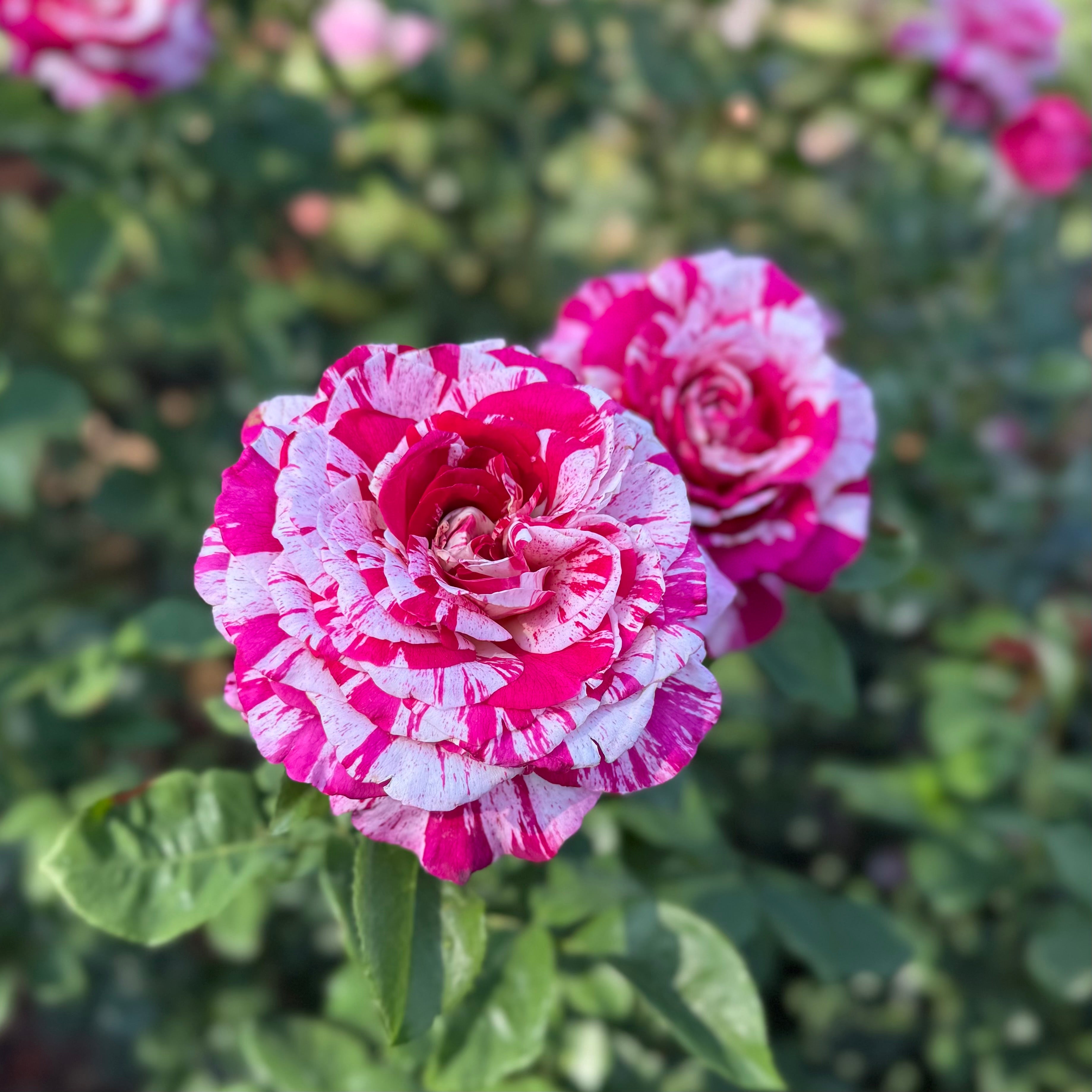 Neil Diamond Potted Rose Bush