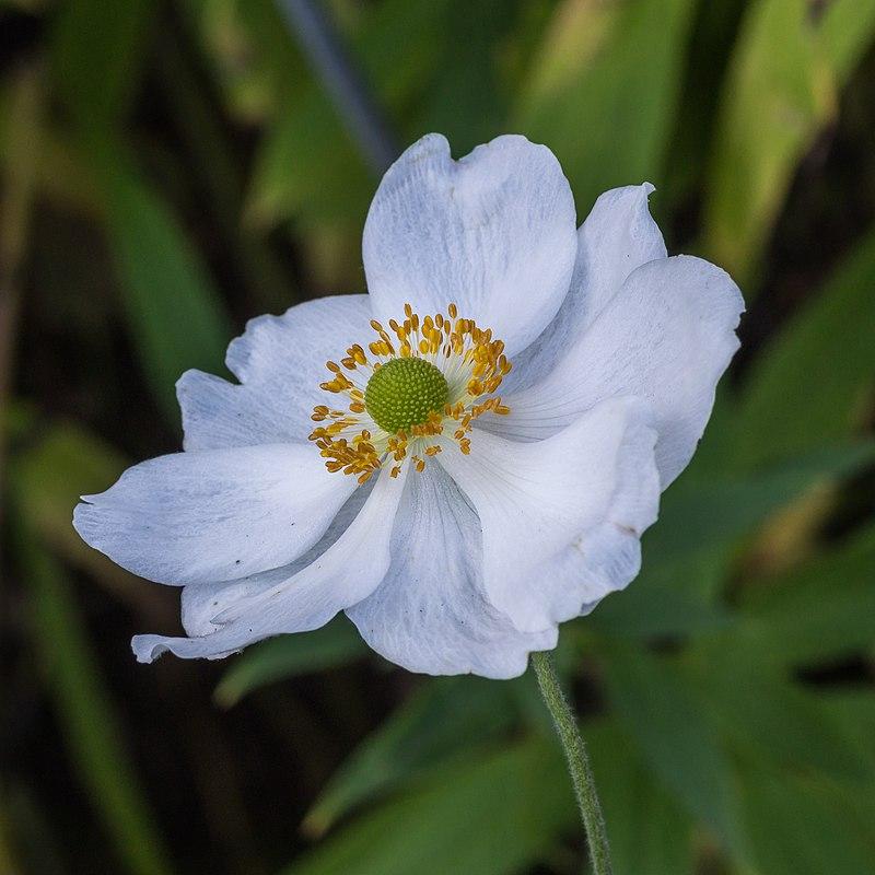 Anemone Honorine Jobert Potted Anemone Plant