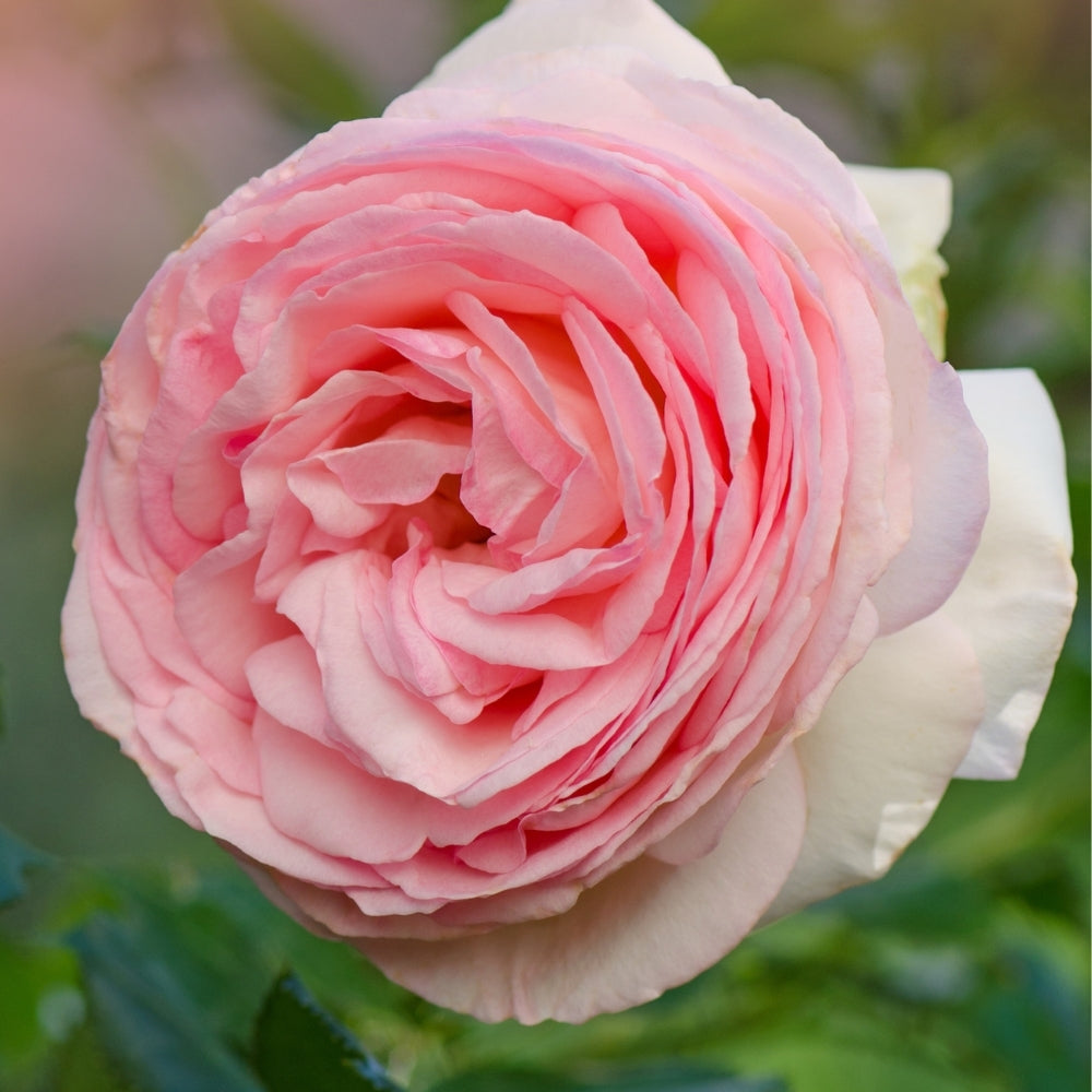 Eden Climber® Bare Root Climbing Rose