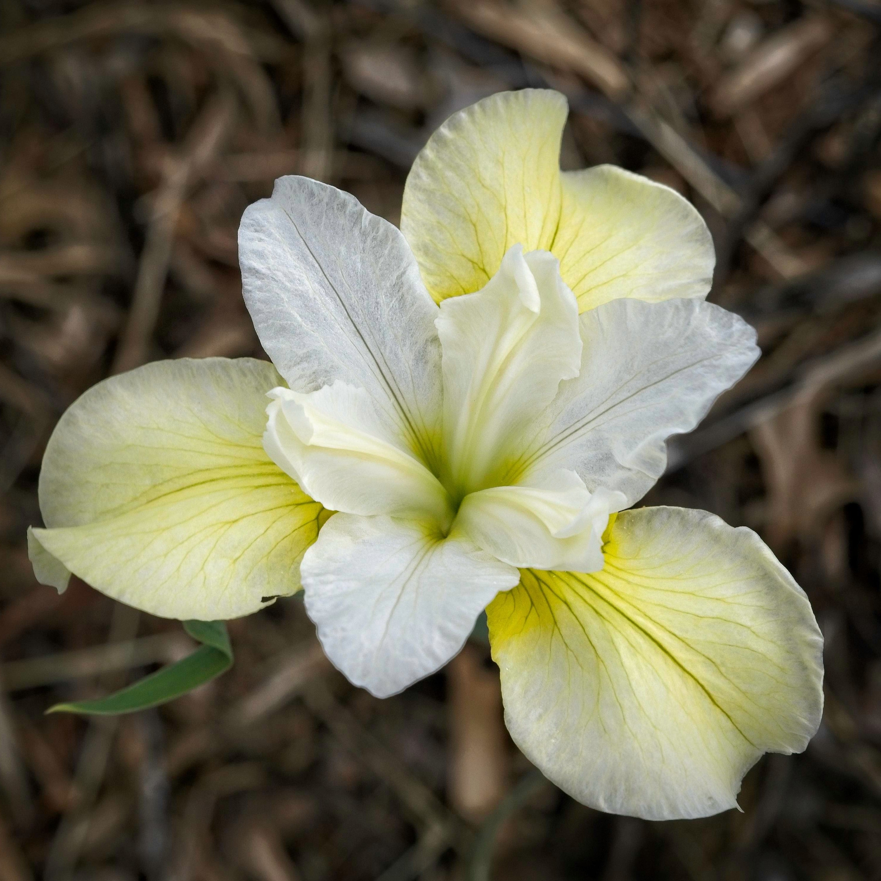 Iris Butter and Sugar Potted Siberian Iris Plant