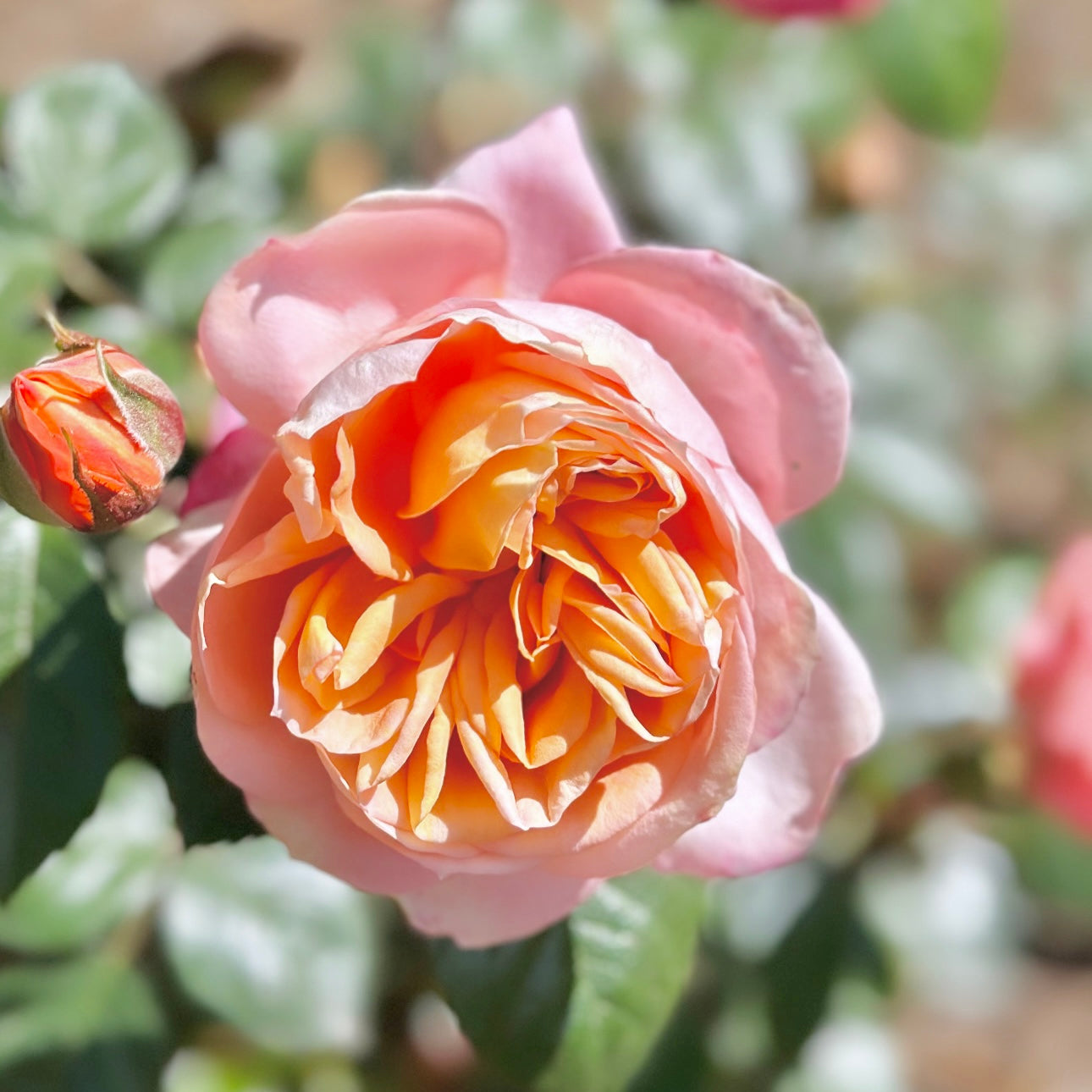 Lady of the Mist⢠Potted Rose Bush