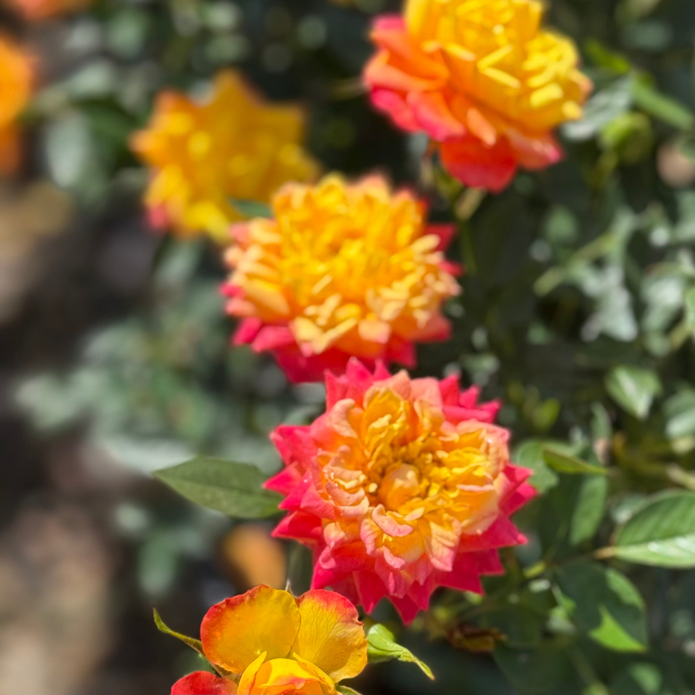 Rainbows End Potted Climbing Rose