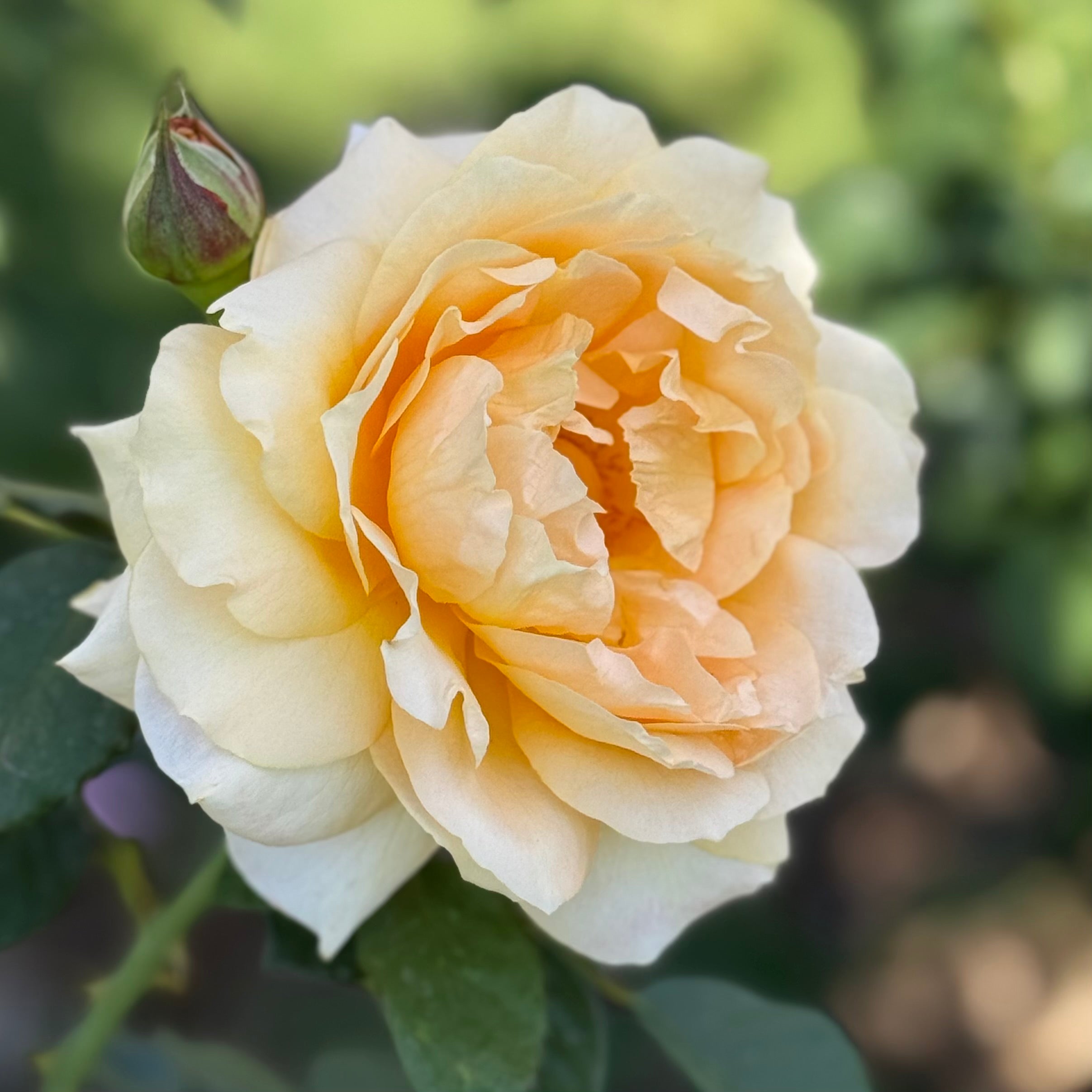Forever Amber™ Bare Root Rose Bush