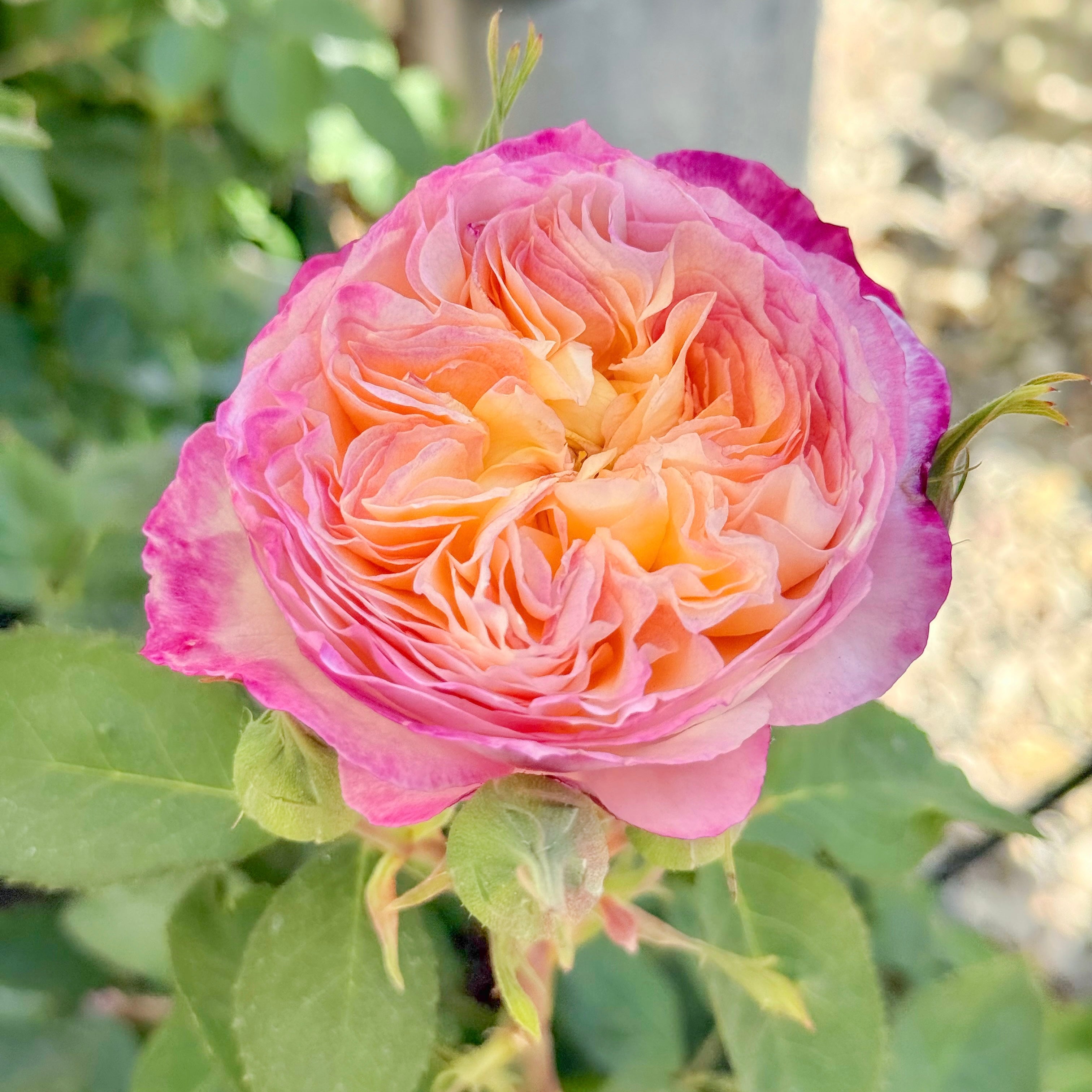 Living the Dream™ Bare Root Rose Bush