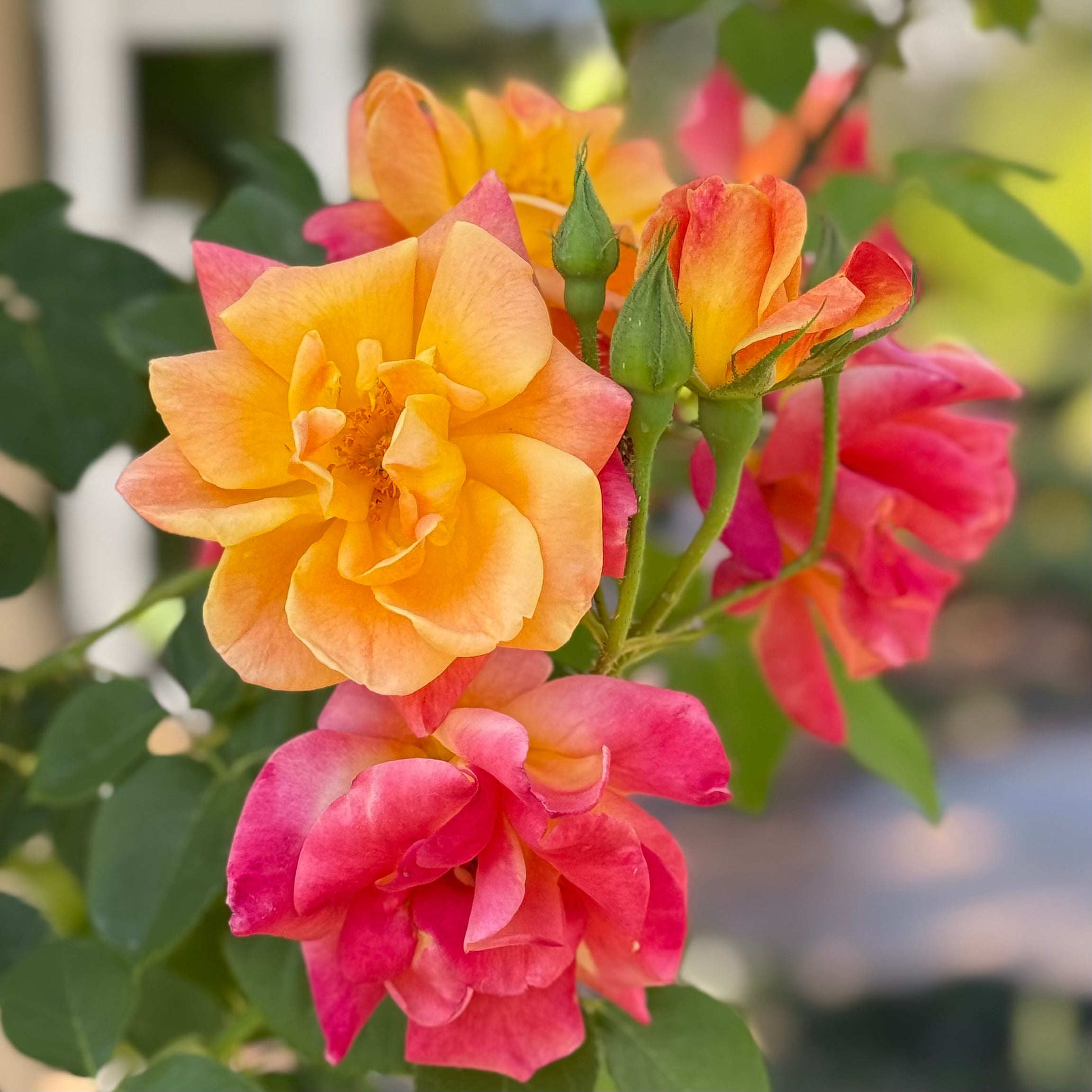 Joseph's Coat Potted Climbing Rose