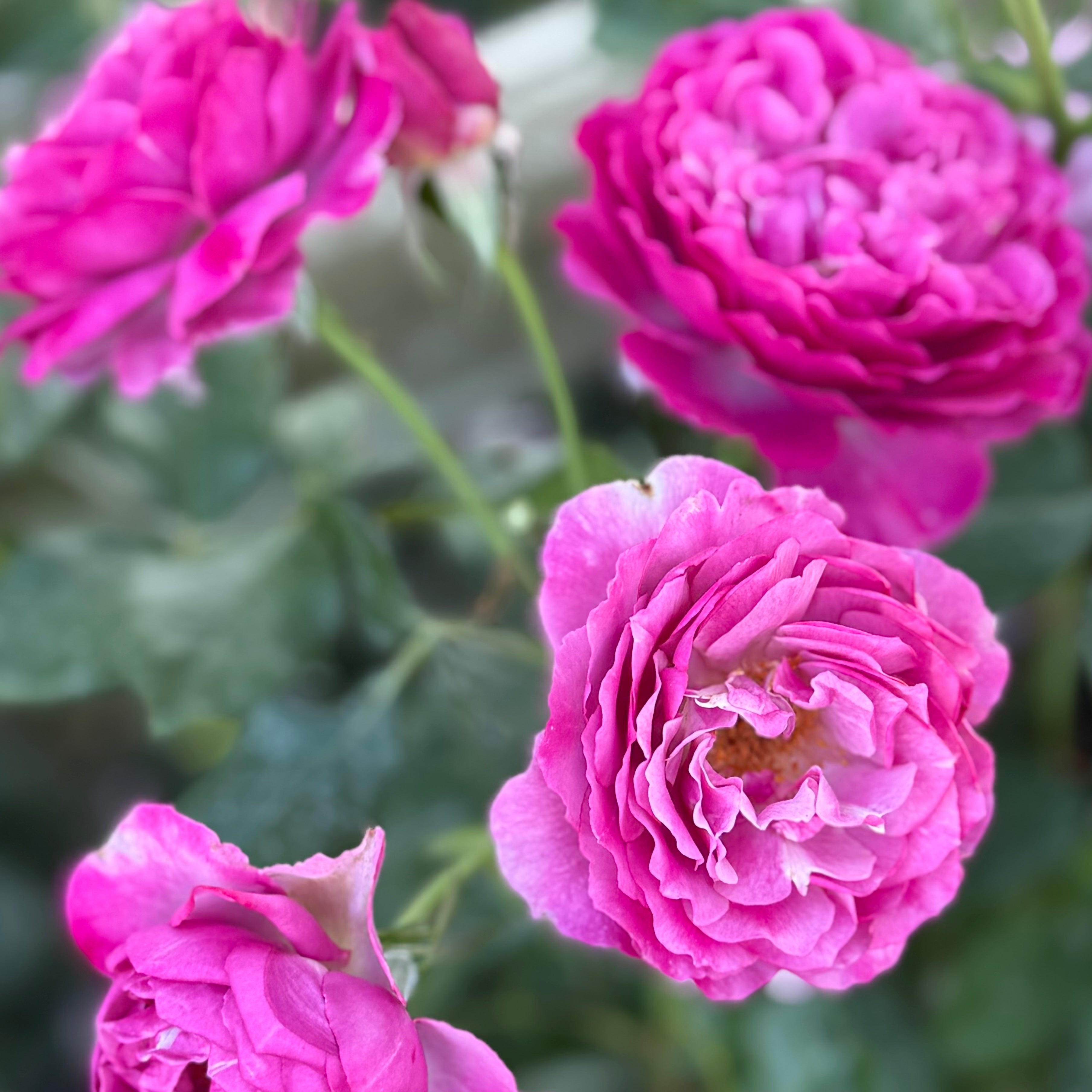 Wild Blue Yonder™ Potted Rose Bush