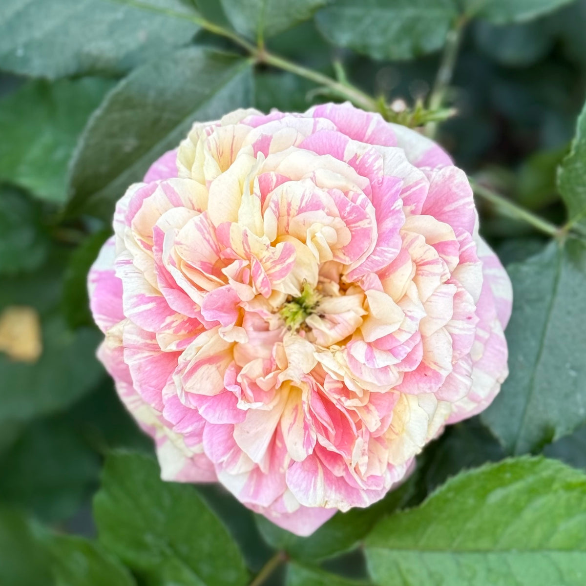Pop Art™ Bare Root Rose Bush