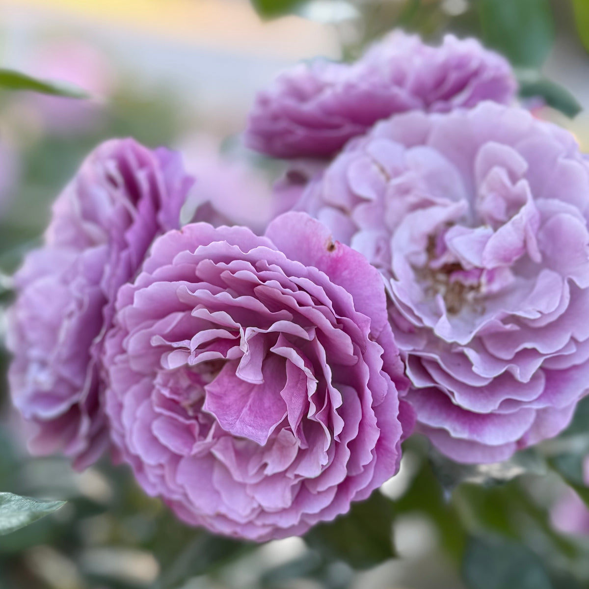 Wild Blue Yonder™ Bare Root Rose Bush