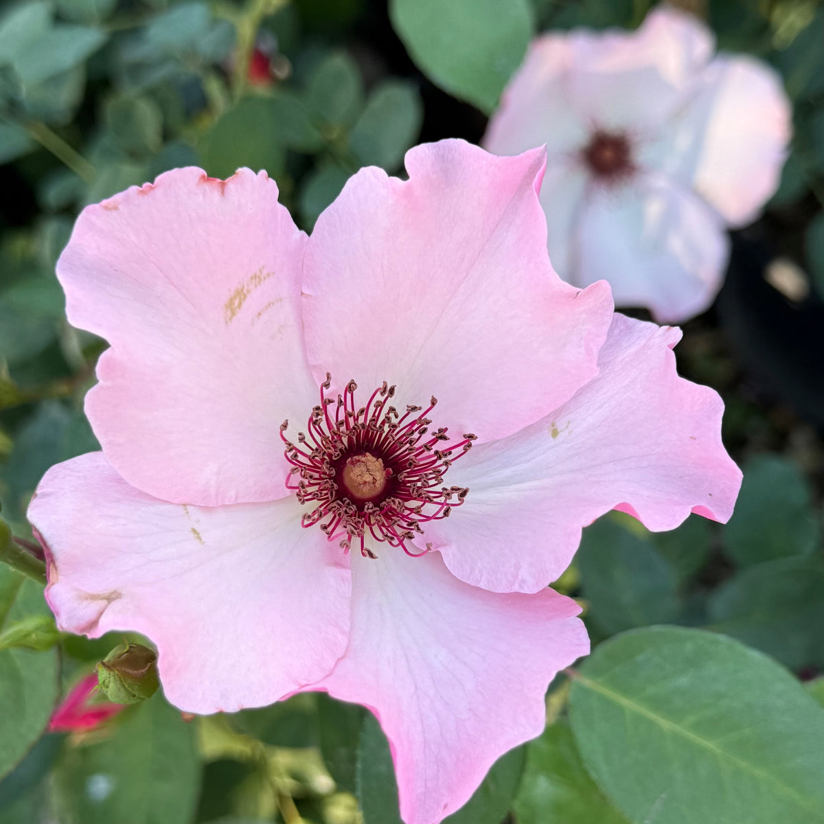 Dainty Bess Potted Rose Bush