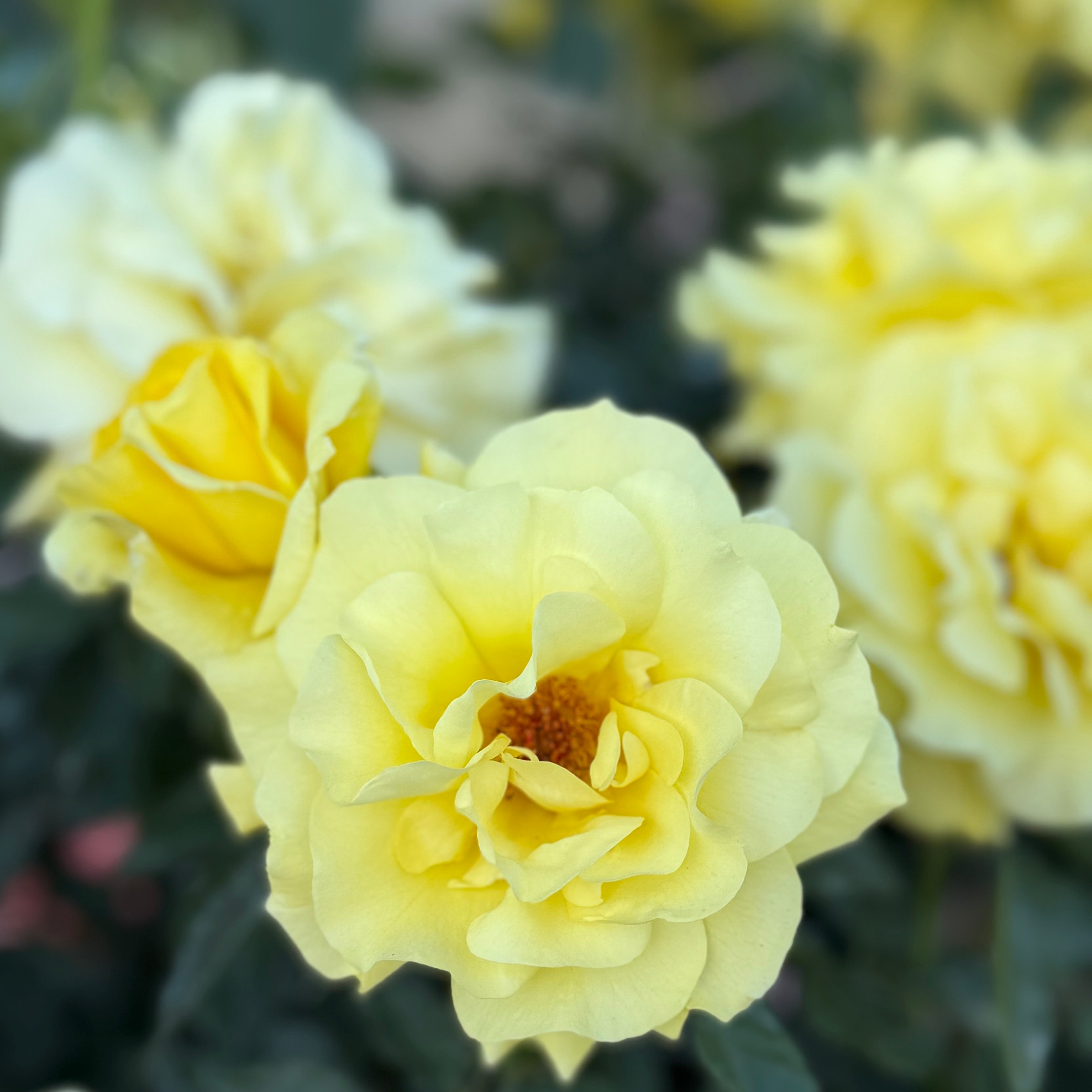 Sunsprite Bare Root Tree Rose