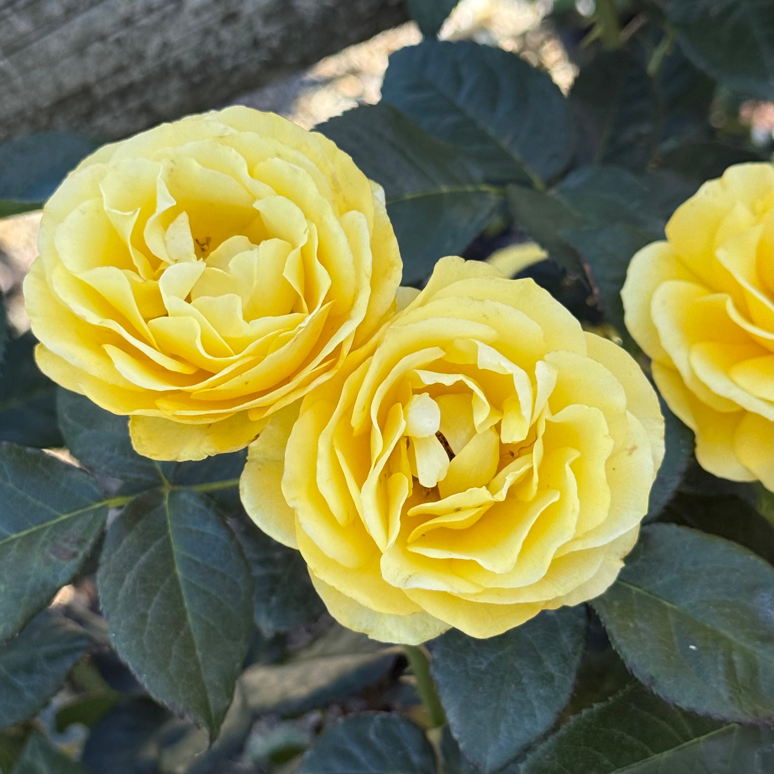 Veranda® Sunbeam Potted Rose Bush