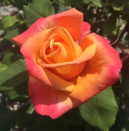 A Lady Never Tells⢠Bare Root Rose Bush