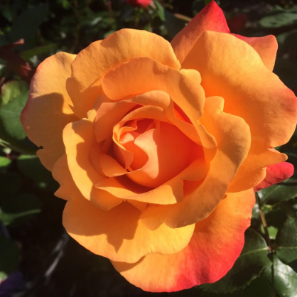 A Lady Never Tells⢠Bare Root Rose Bush